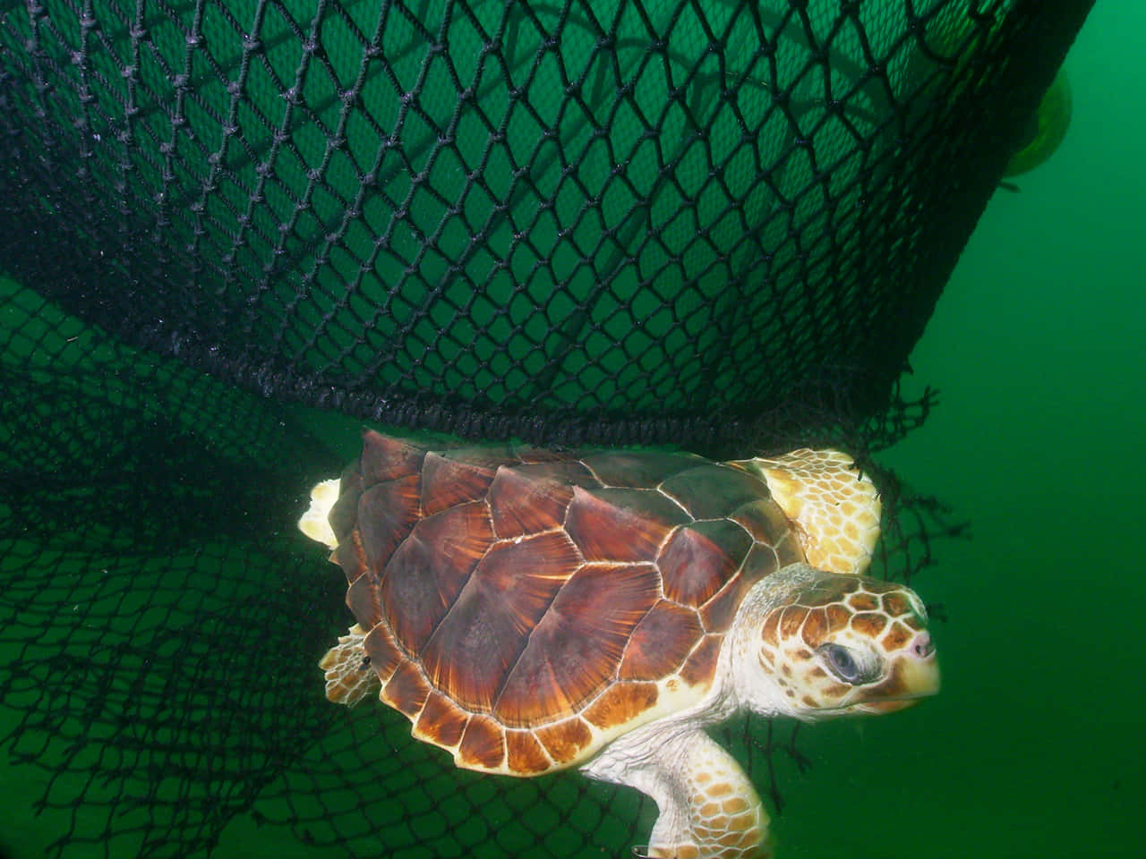 loggerhead sea turtle, fishing net, dark green, HD Desktop Wallpaper