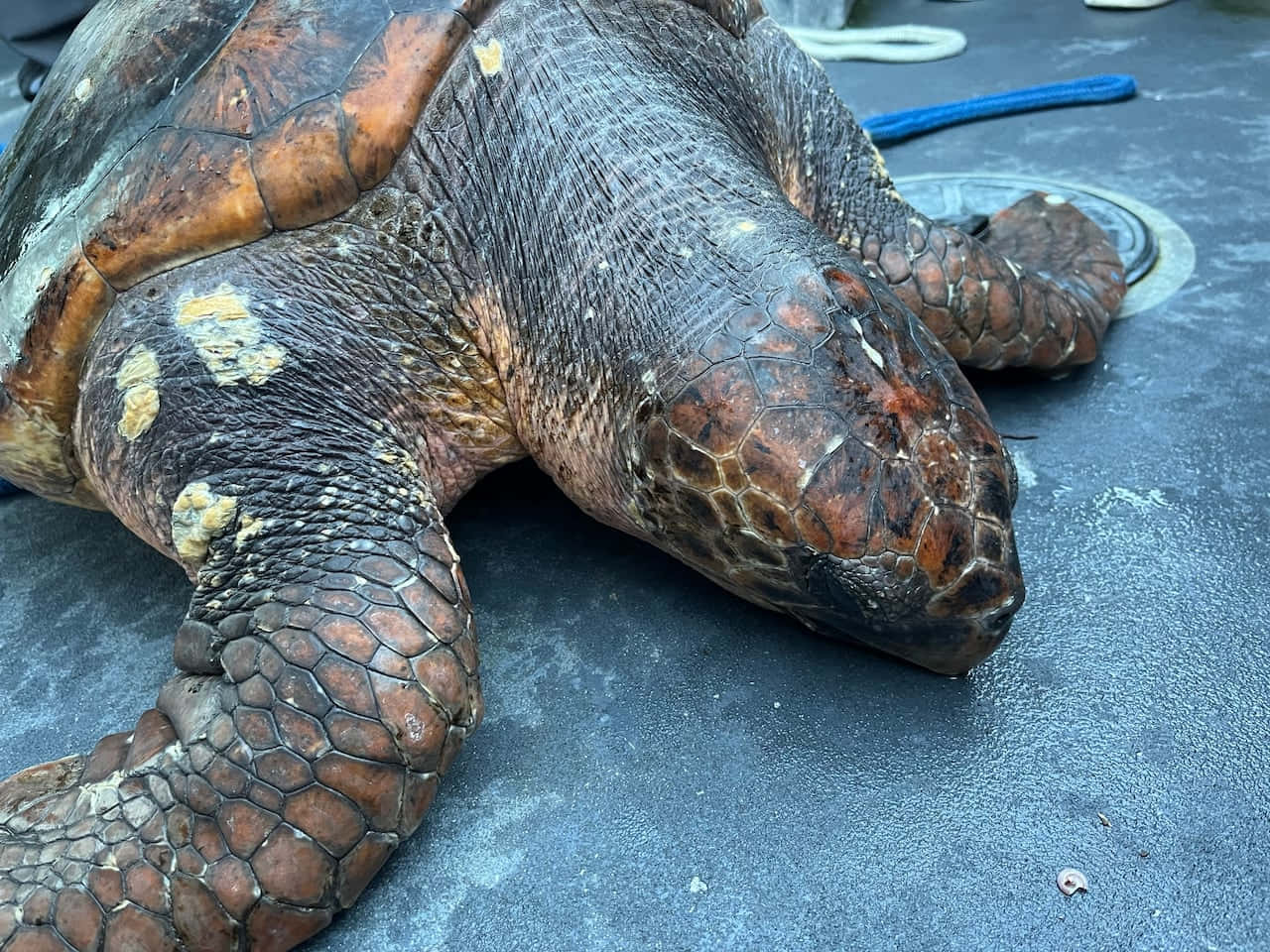loggerhead sea turtle, textured brown shell, scaly skin, HD Desktop Wallpaper