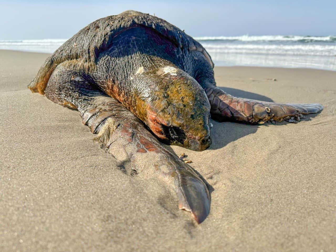 Loggerhead Sea Turtle, sandy beach, oil-stained shell, HD Desktop Wallpaper