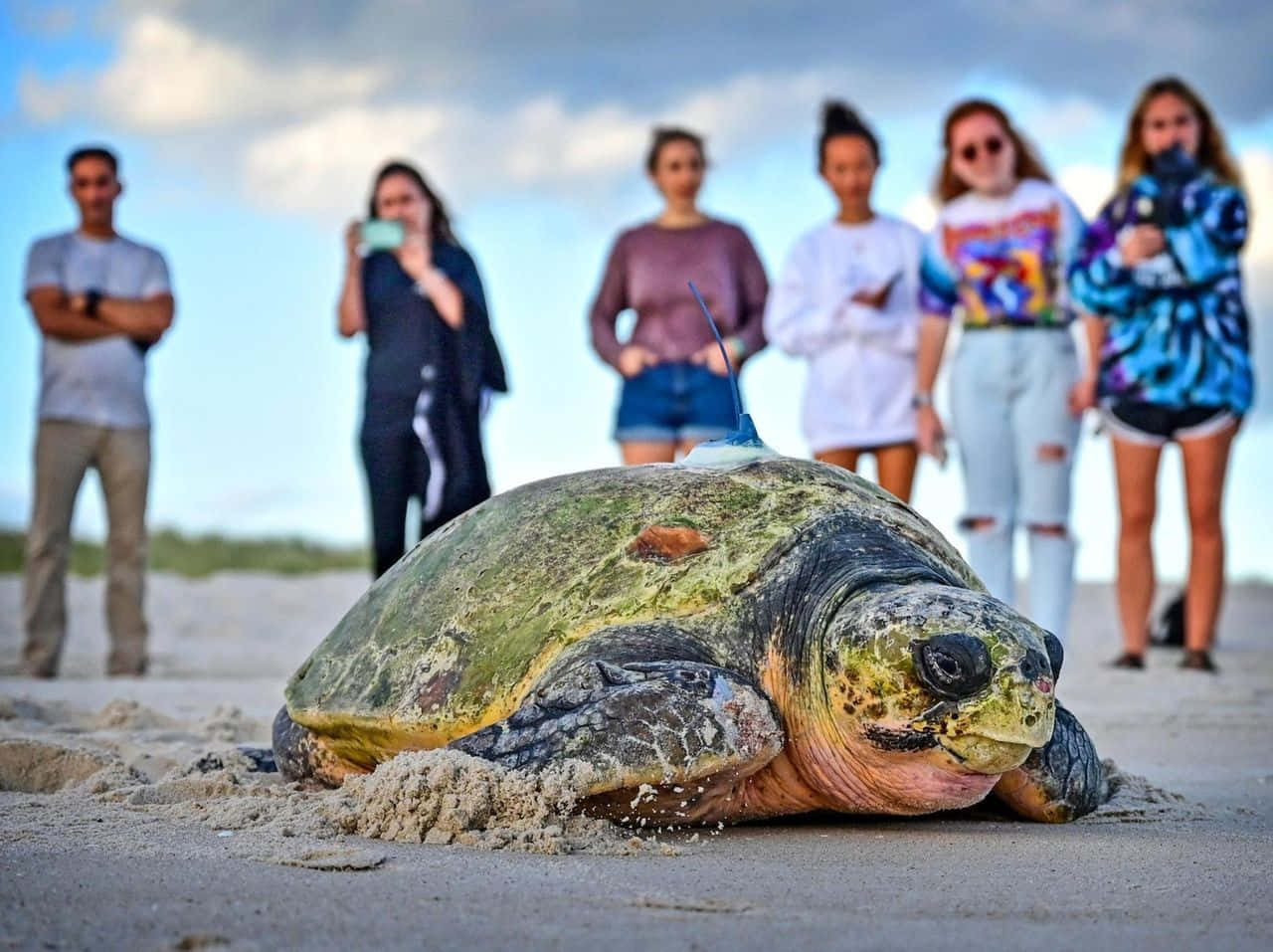 Loggerhead Sea Turtle, sandy beach, group of people, HD Desktop Wallpaper
