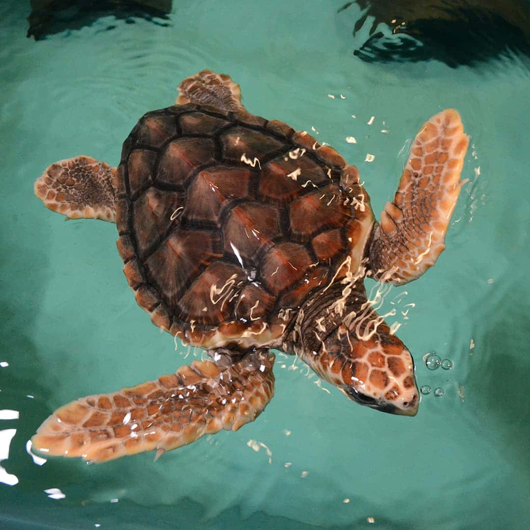 loggerhead sea turtle, turquoise water, patterned shell, SD Desktop Wallpaper