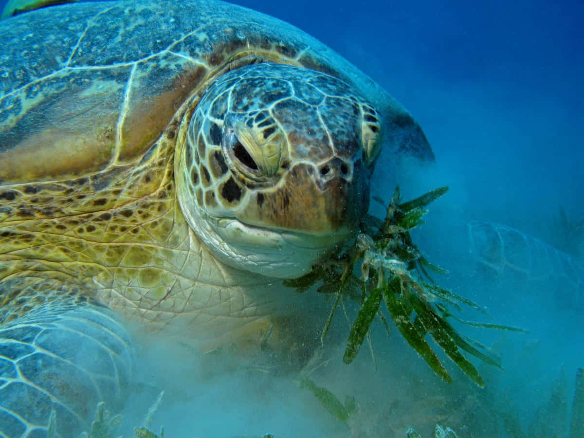 Loggerhead Turtle, seagrass, clear blue ocean water, SD Desktop Wallpaper