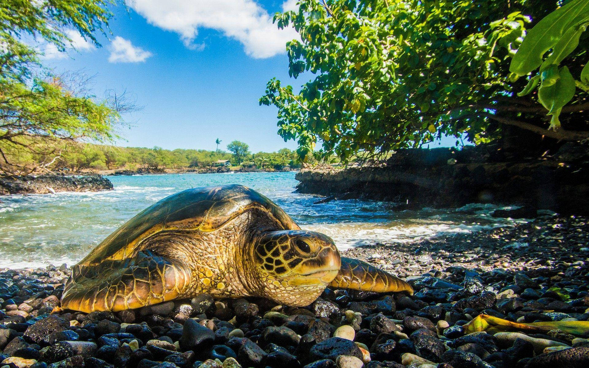 green sea turtle, black pebble beach, lush green trees, Full HD Desktop Wallpaper