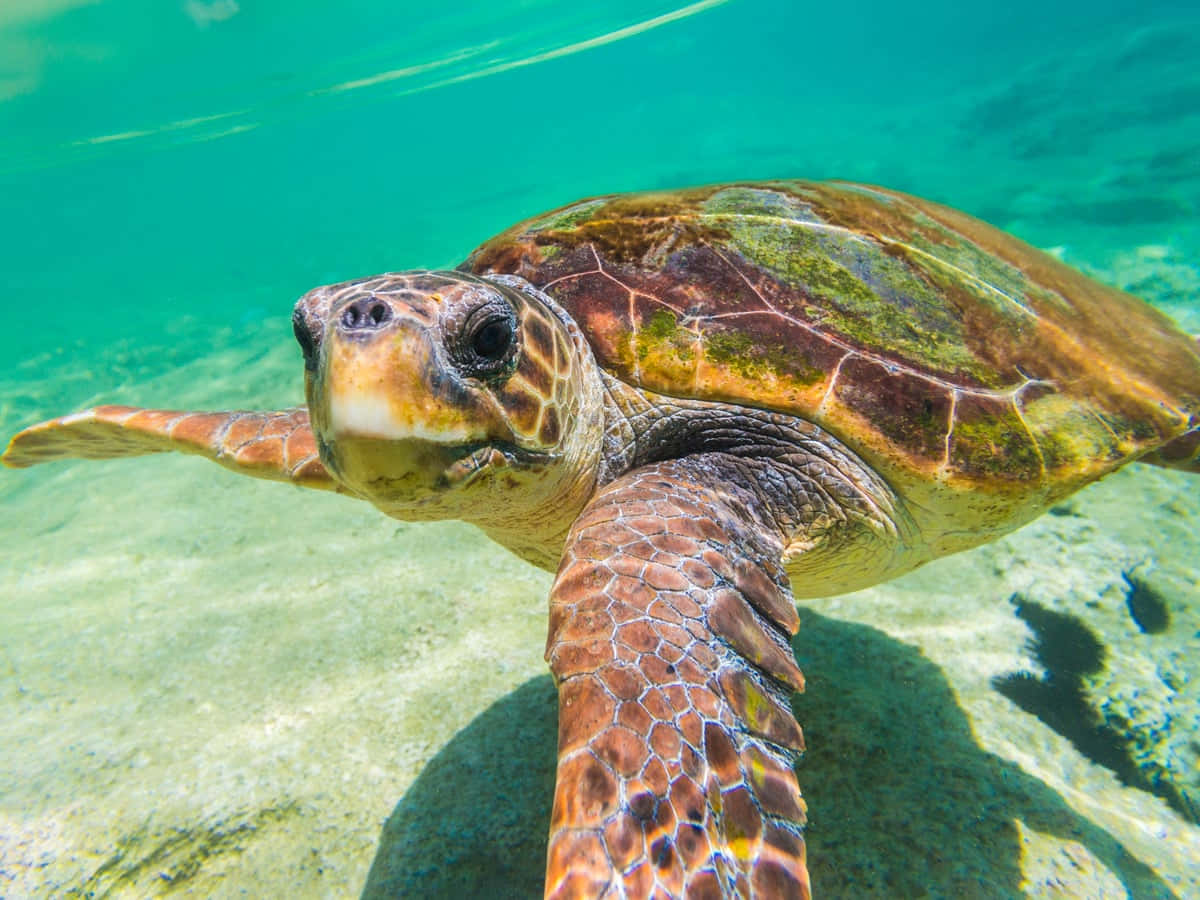 loggerhead sea turtle, turquoise water, sandy ocean floor, SD Desktop Wallpaper