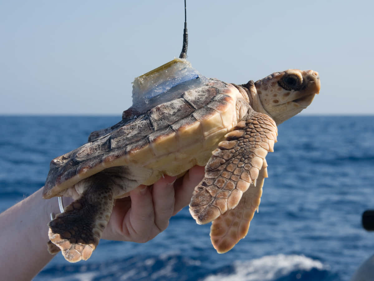 loggerhead sea turtle, tracking device, human hand, SD Desktop Wallpaper