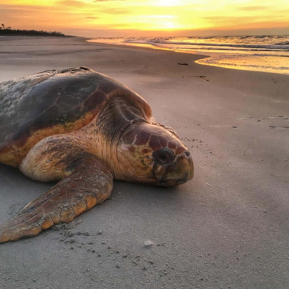 loggerhead turtle, sunrise, beach, SD Desktop Wallpaper
