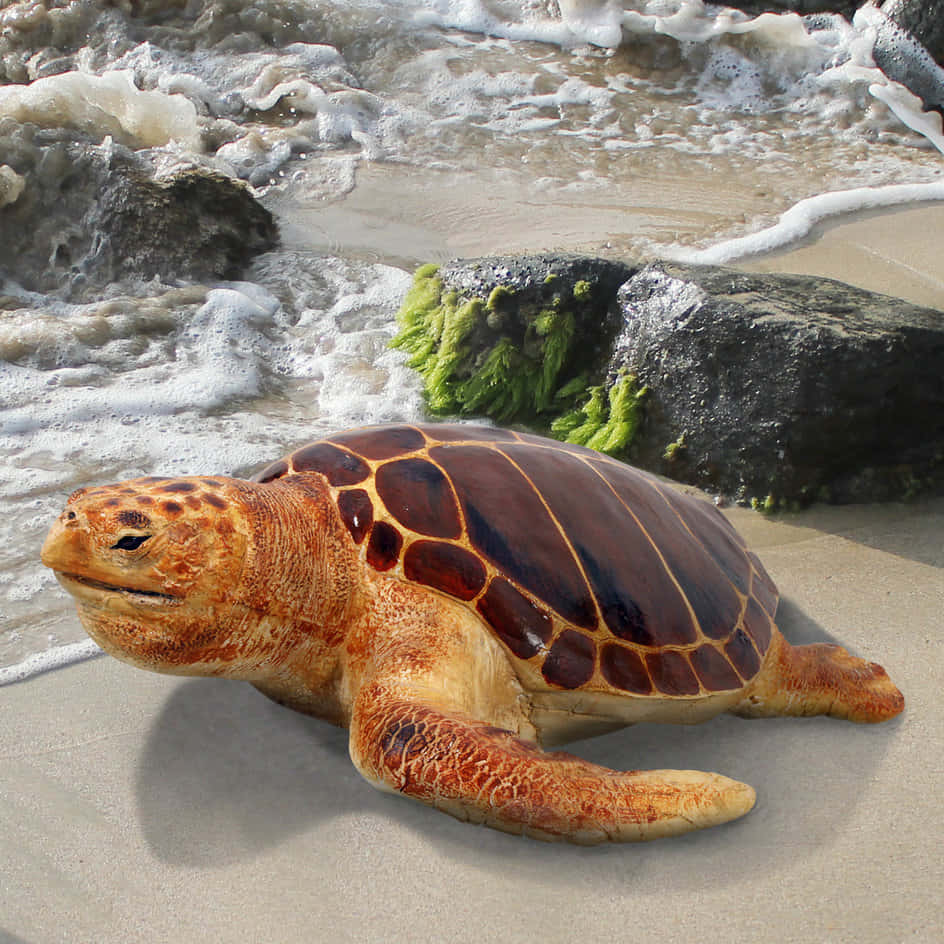 Loggerhead Sea Turtle, wet sand, foamy ocean waves, SD Desktop Wallpaper