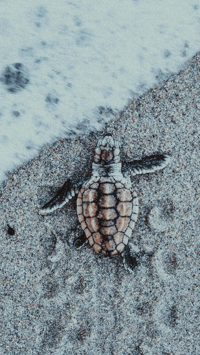 hatchling, sea turtle, patterned shell, SD Phone Wallpaper