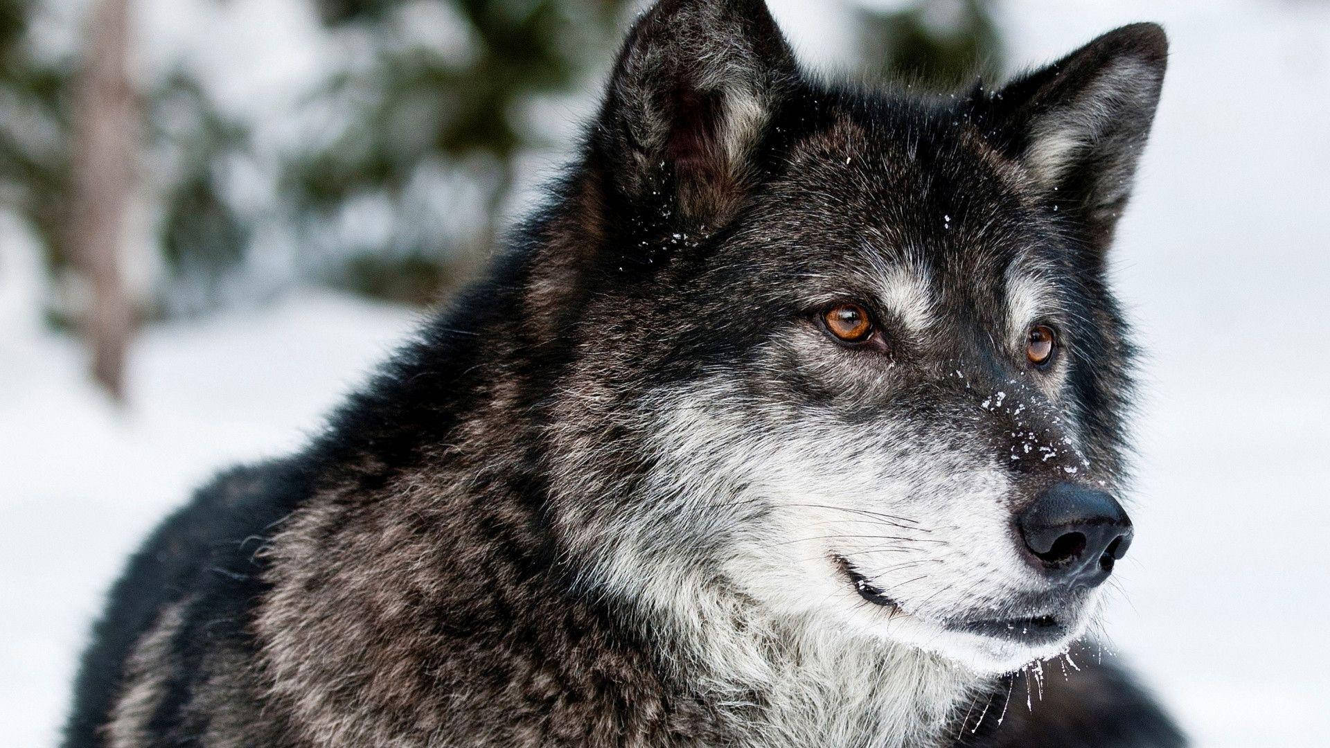 Lone Wolf, gray wolf, amber eyes, Full HD Desktop Wallpaper