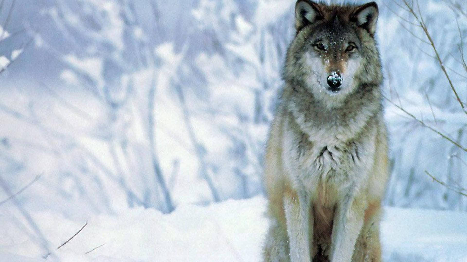 Lonely Wolf Desktop, lone wolf, snowy winter forest, Full HD Desktop Wallpaper