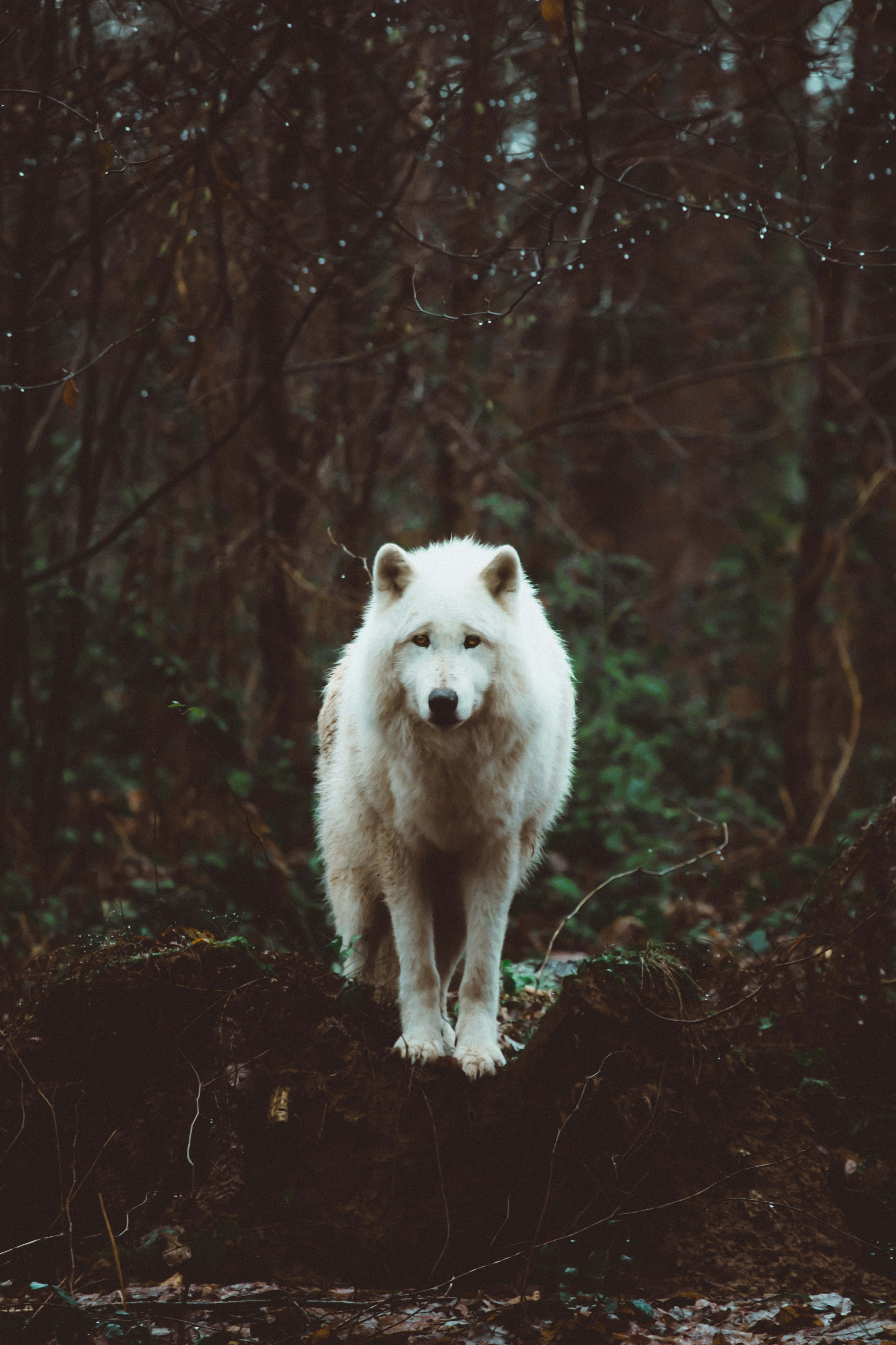 Lone Wolf, white wolf, mossy log, 5K Phone Wallpaper