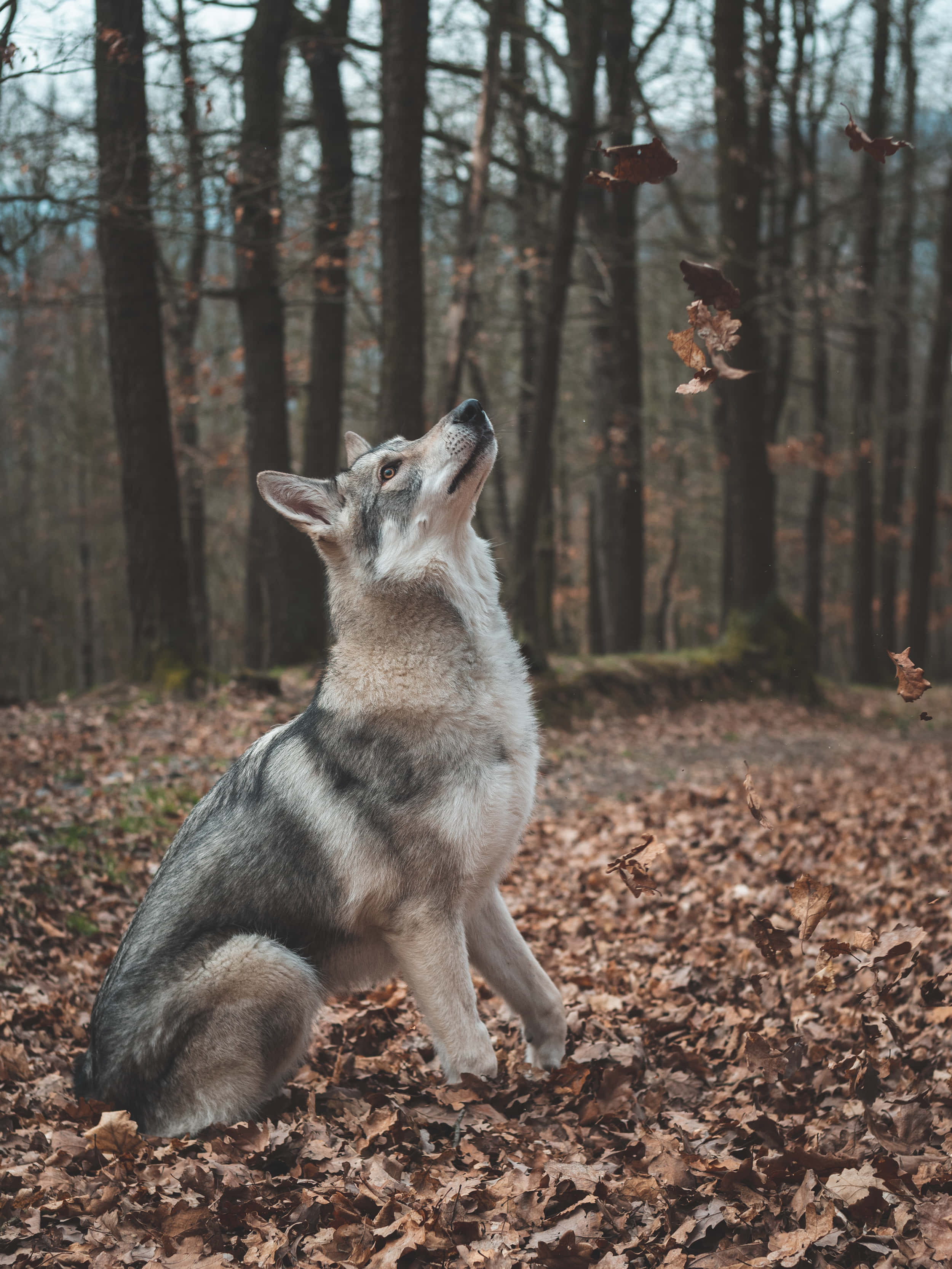 Lone Wolf, gray wolf, autumn leaves, 2K Phone Wallpaper