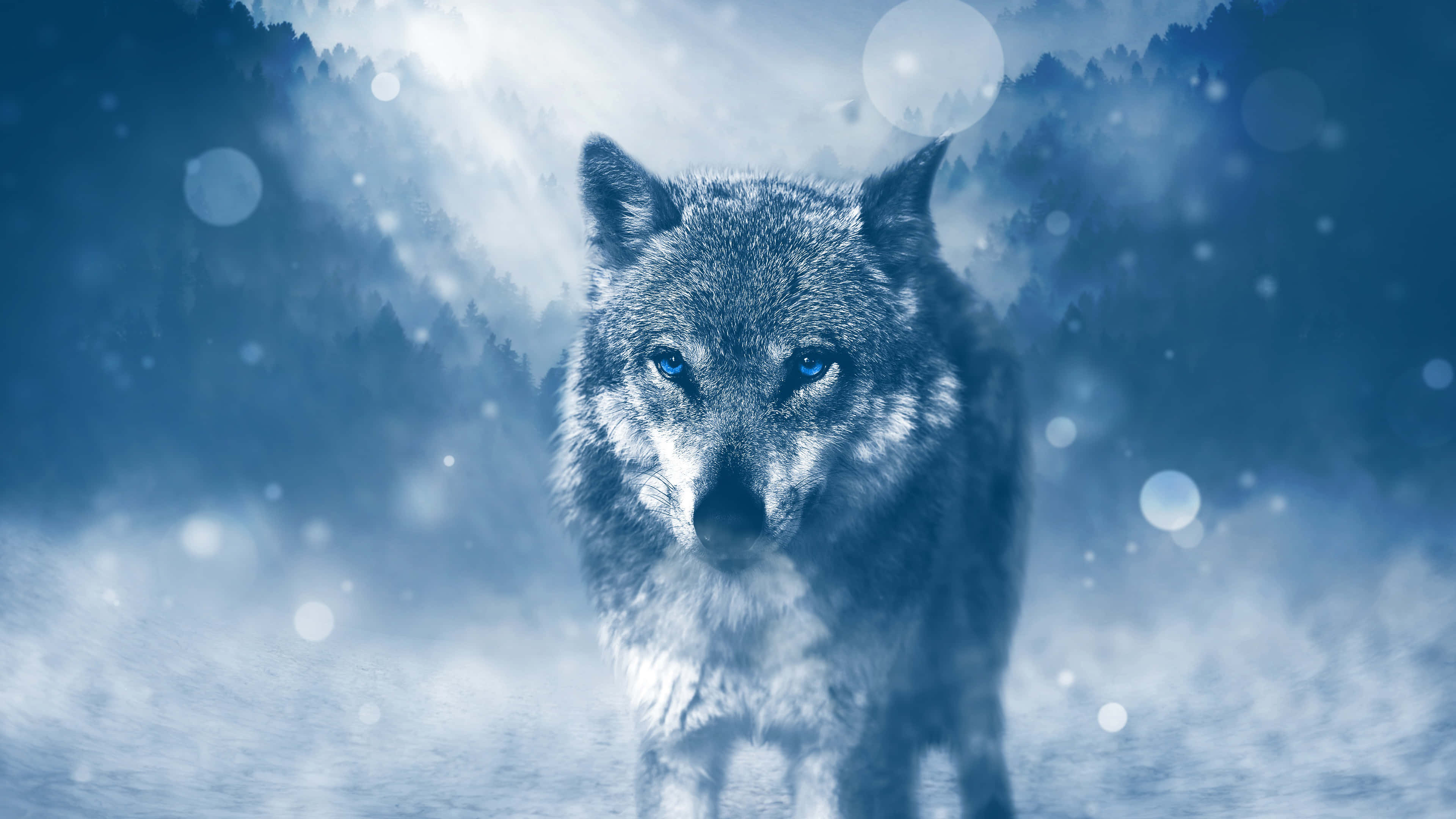 Lone Wolf, moonlight, snowy forest, 4K Desktop Wallpaper