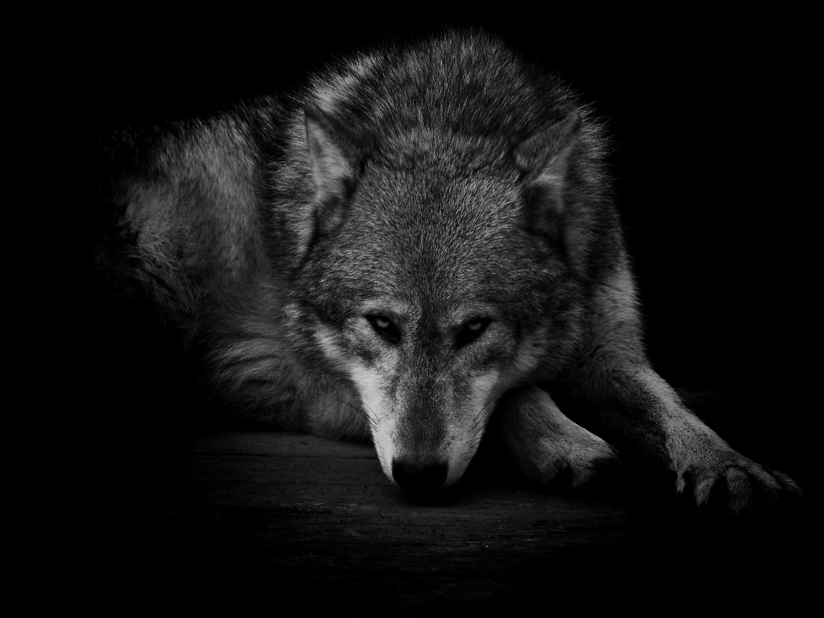 Lone Wolf, moonlight, pitch-black background, 2K Desktop Wallpaper
