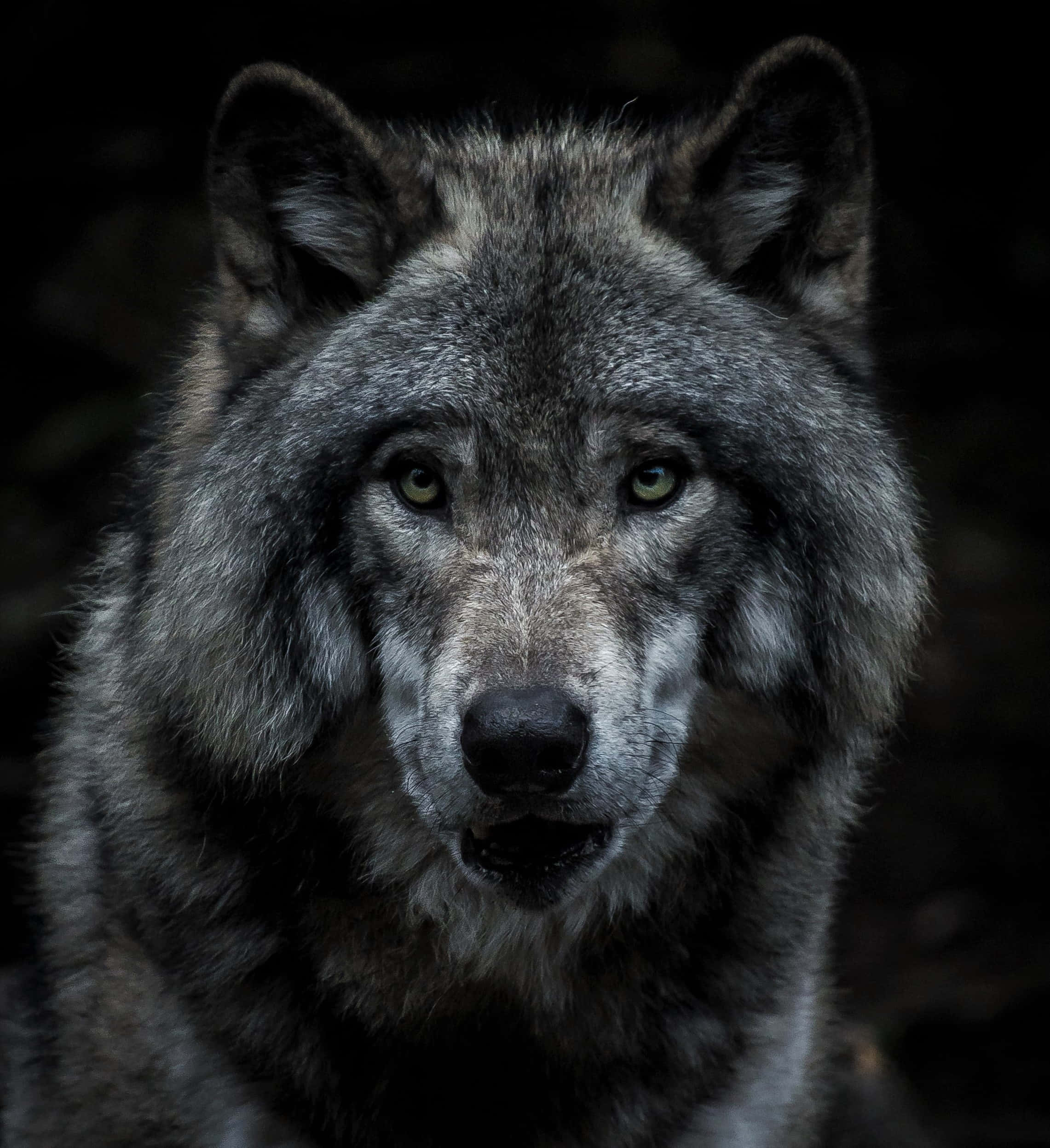 Lone Wolf, gray wolf, piercing green eyes, Full HD Phone Wallpaper