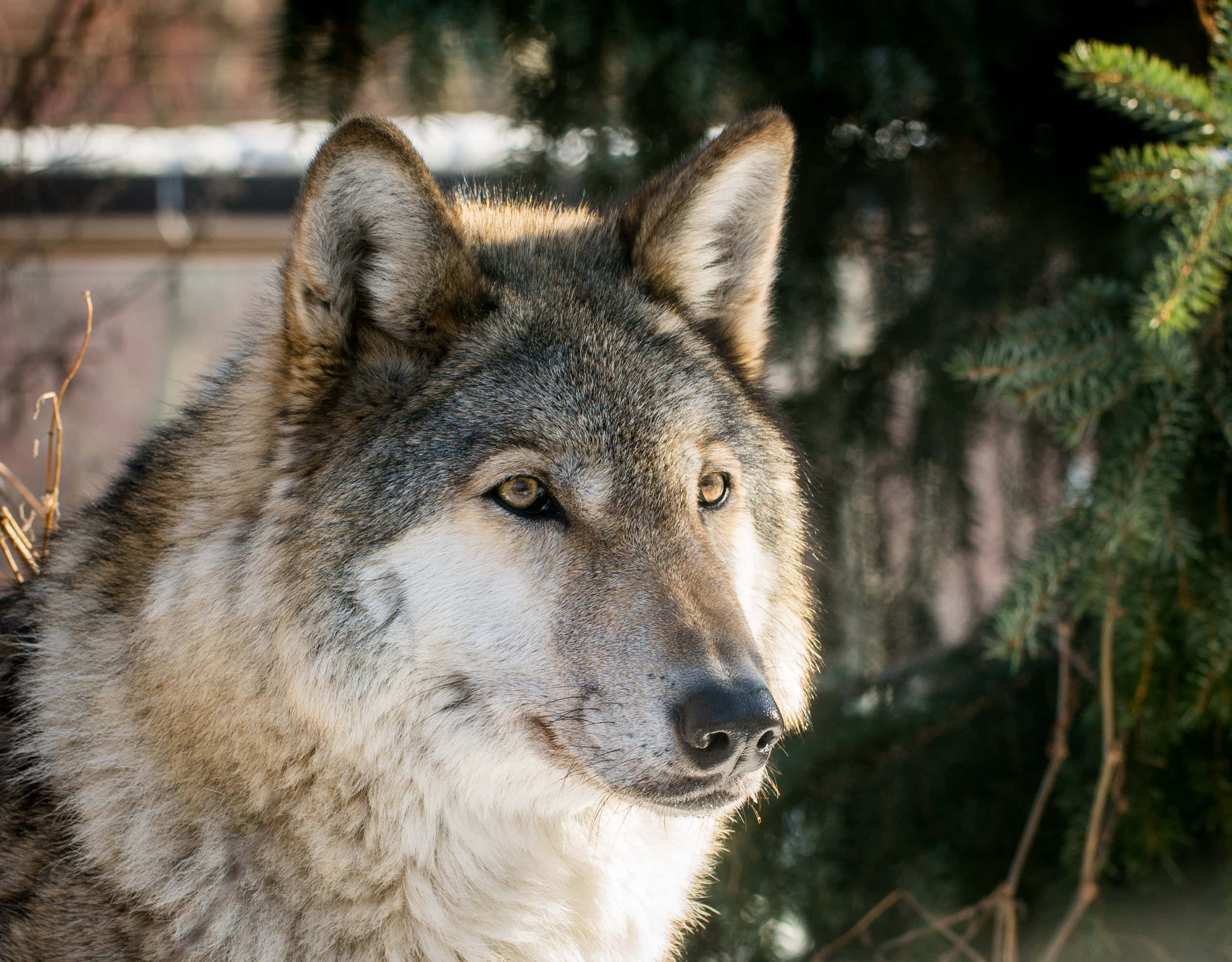 Lone Wolf, gray wolf, amber eyes, Full HD Desktop Wallpaper
