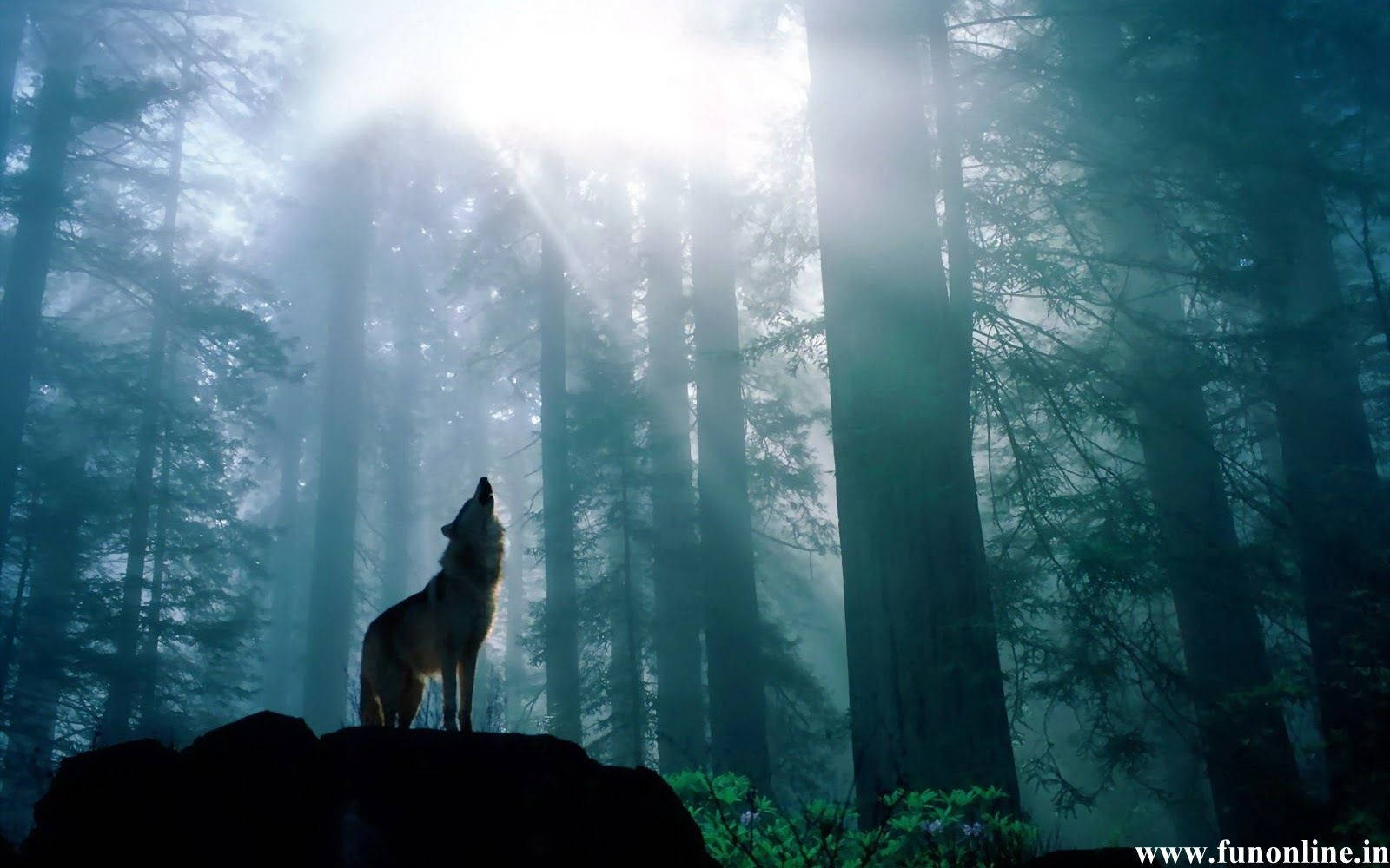 Lone Wolf, dark forest, sunbeams, HD Desktop Wallpaper