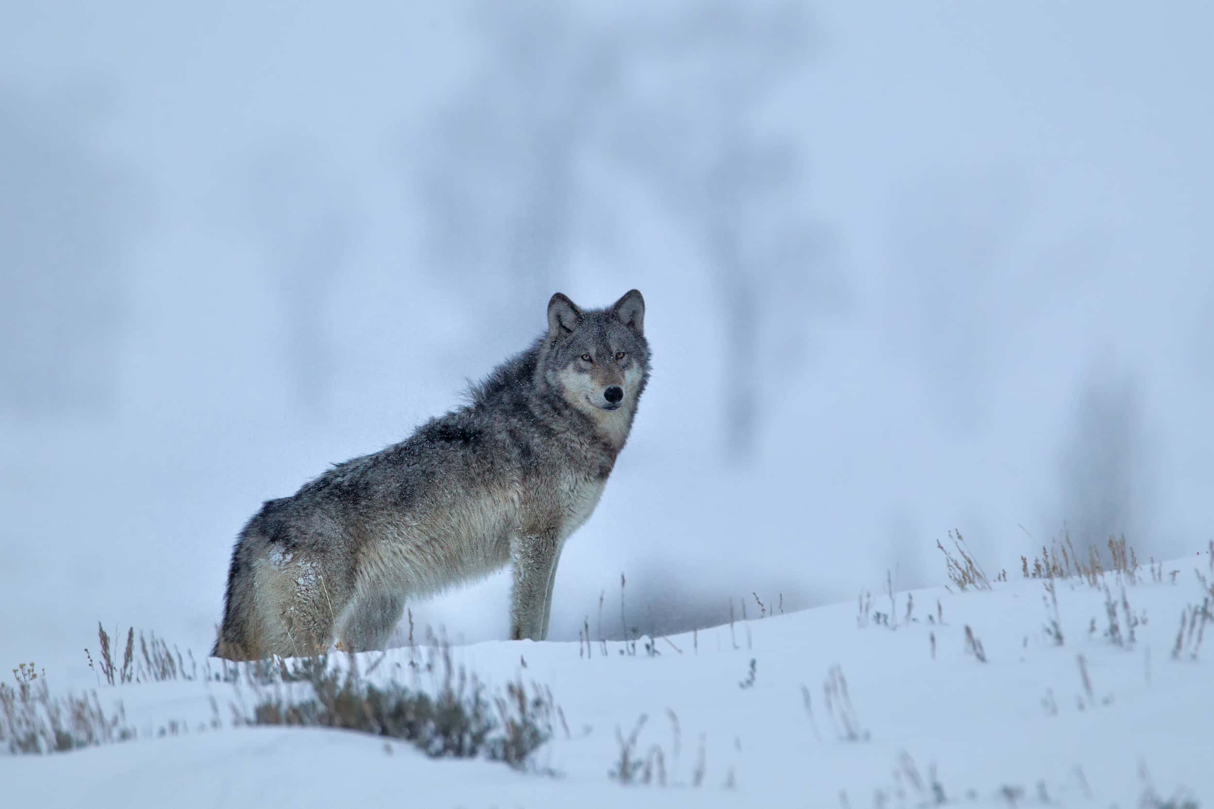 lone wolf, snow-covered forest, gray wolf, Full HD Desktop Wallpaper