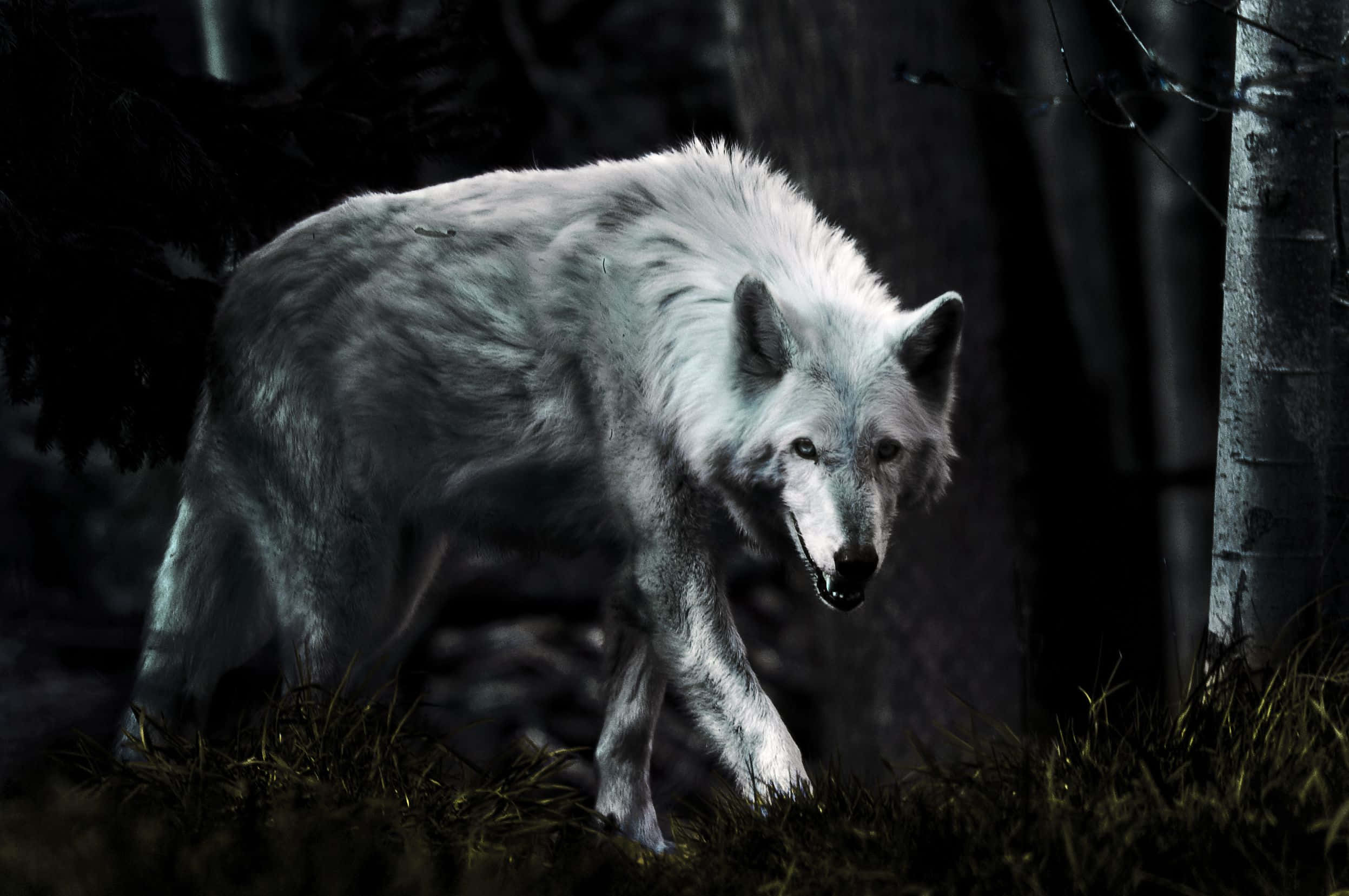Lone Wolf, white wolf, dark forest, Full HD Desktop Wallpaper