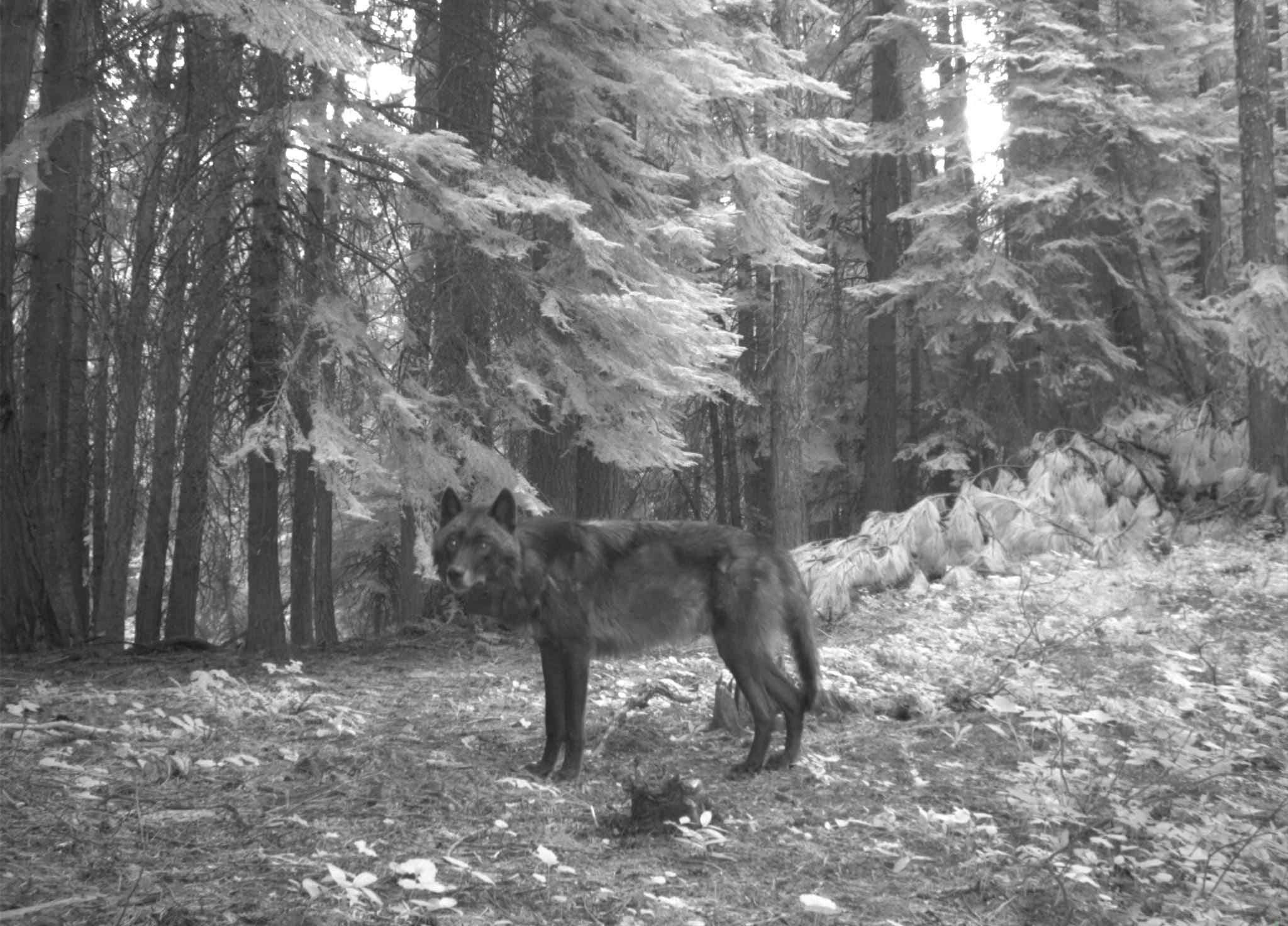 Lone Wolf, mist, dense forest, Full HD Desktop Wallpaper