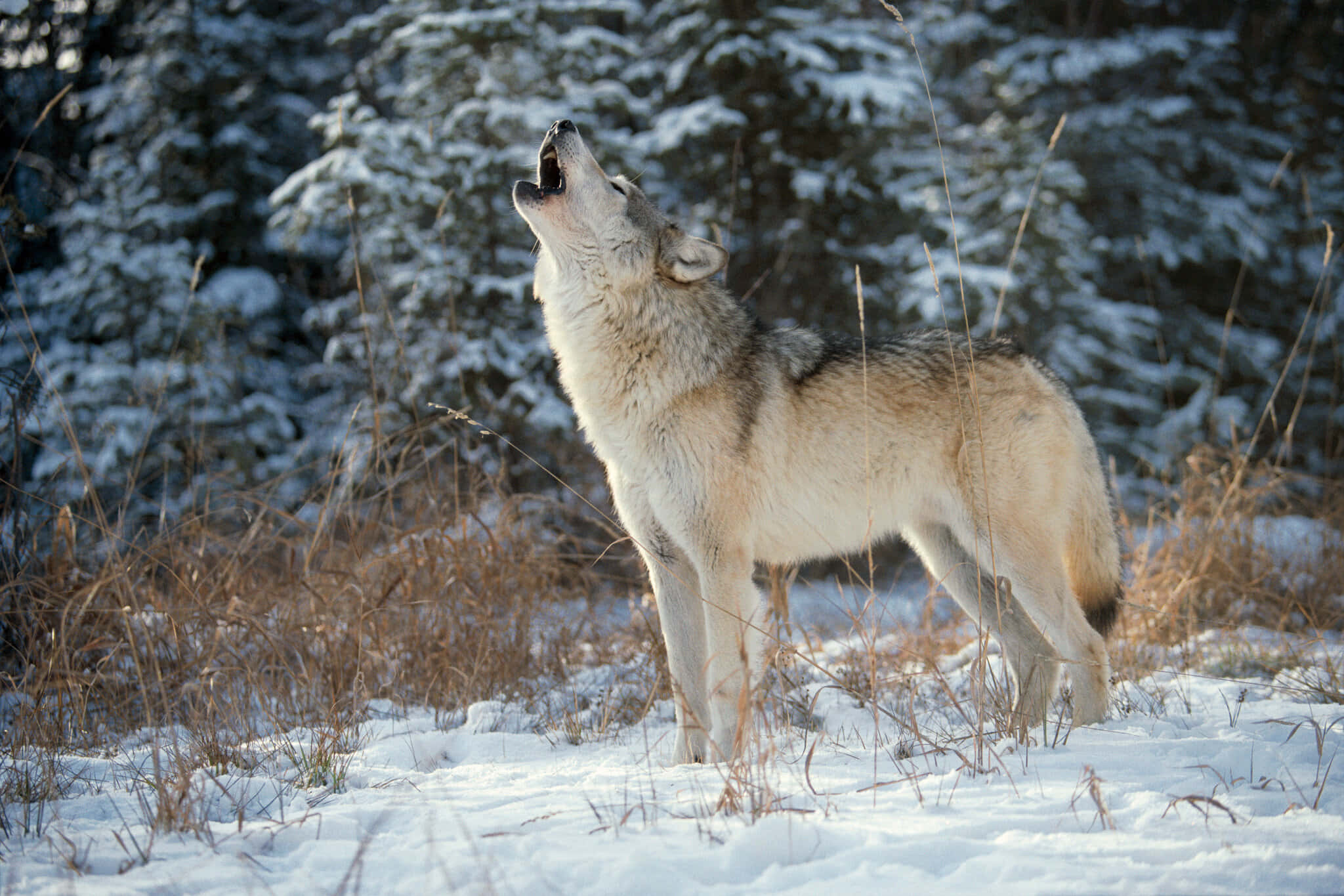 Lone Wolf, snowy forest, sunlit pine trees, Full HD Desktop Wallpaper