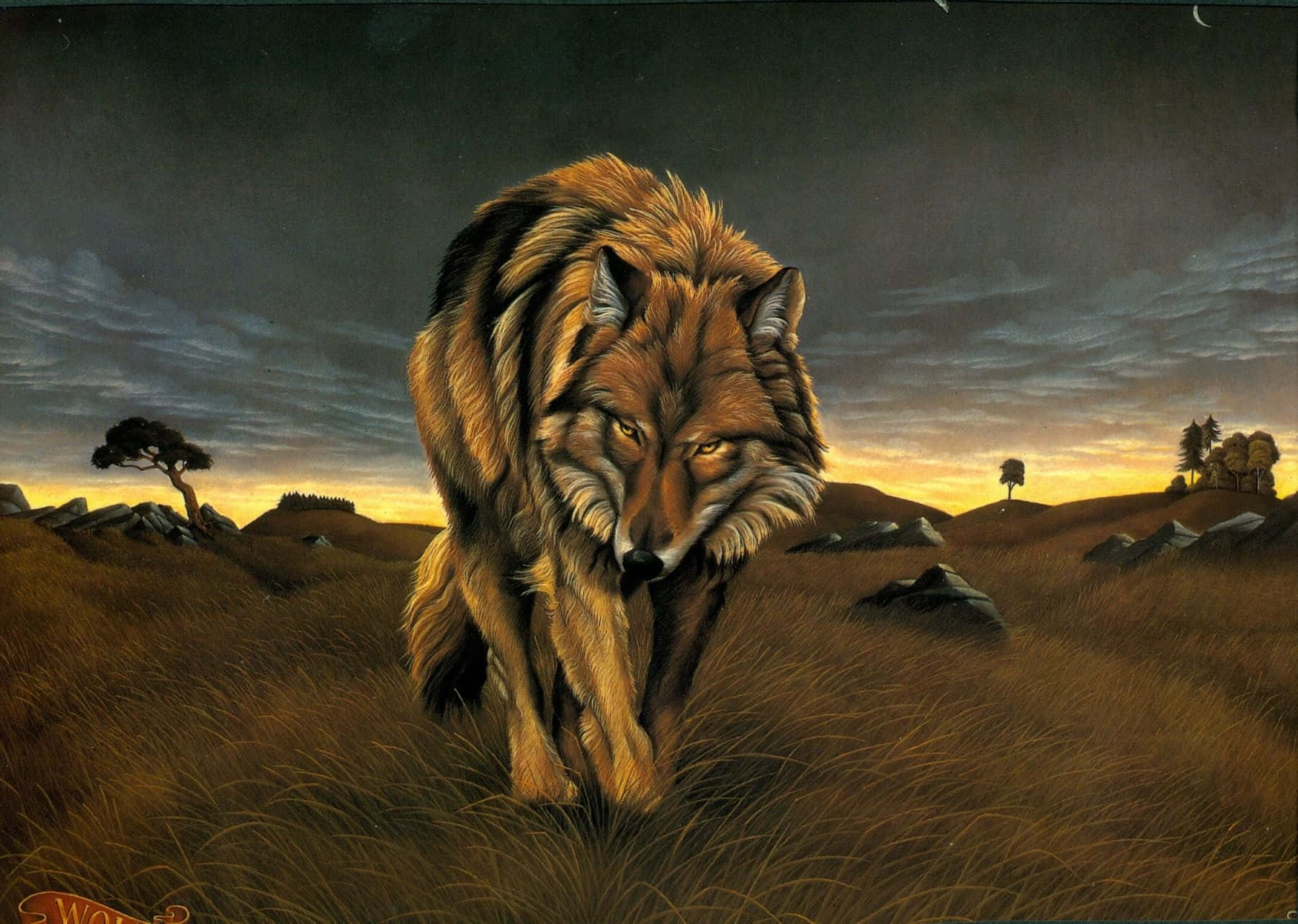 Lone Wolf, golden grass, twilight sky, HD Desktop Wallpaper