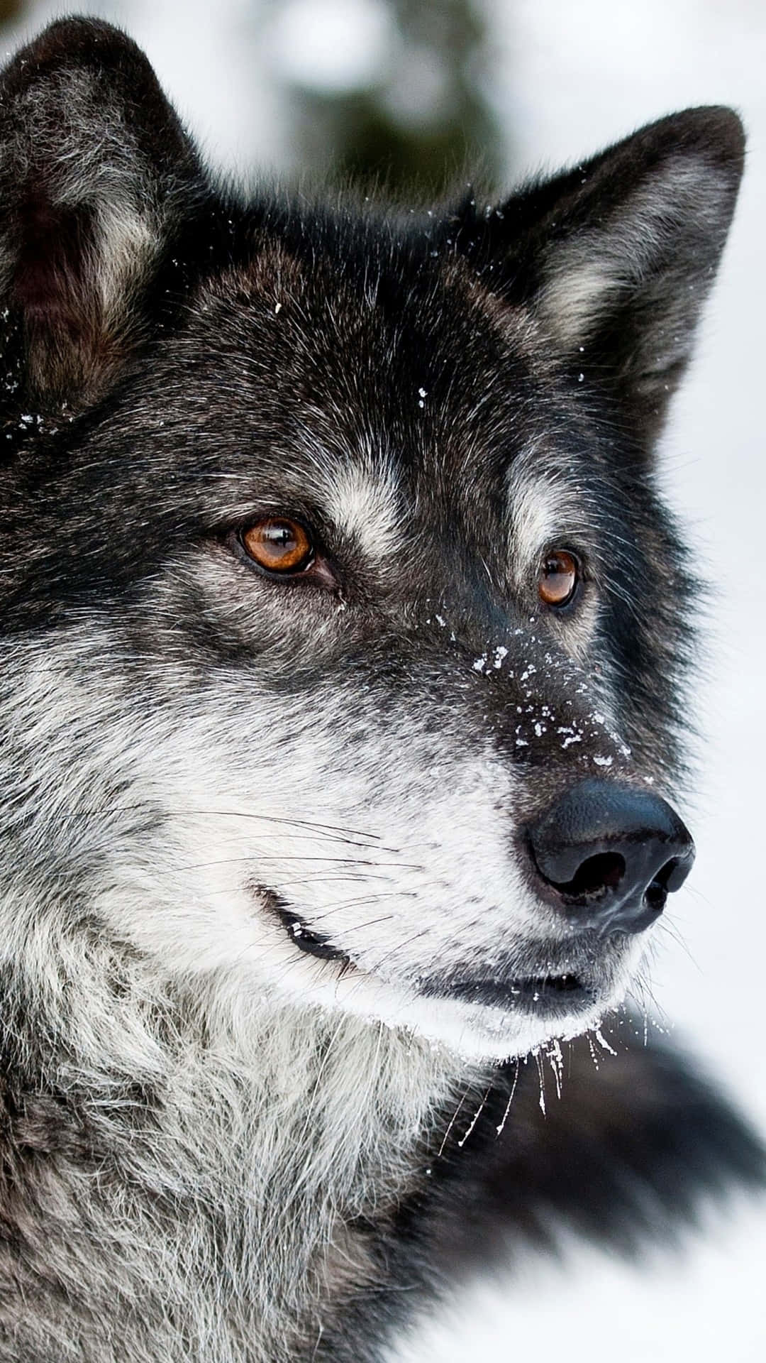 Lone Wolf, gray wolf, snowflakes, Full HD Phone Wallpaper