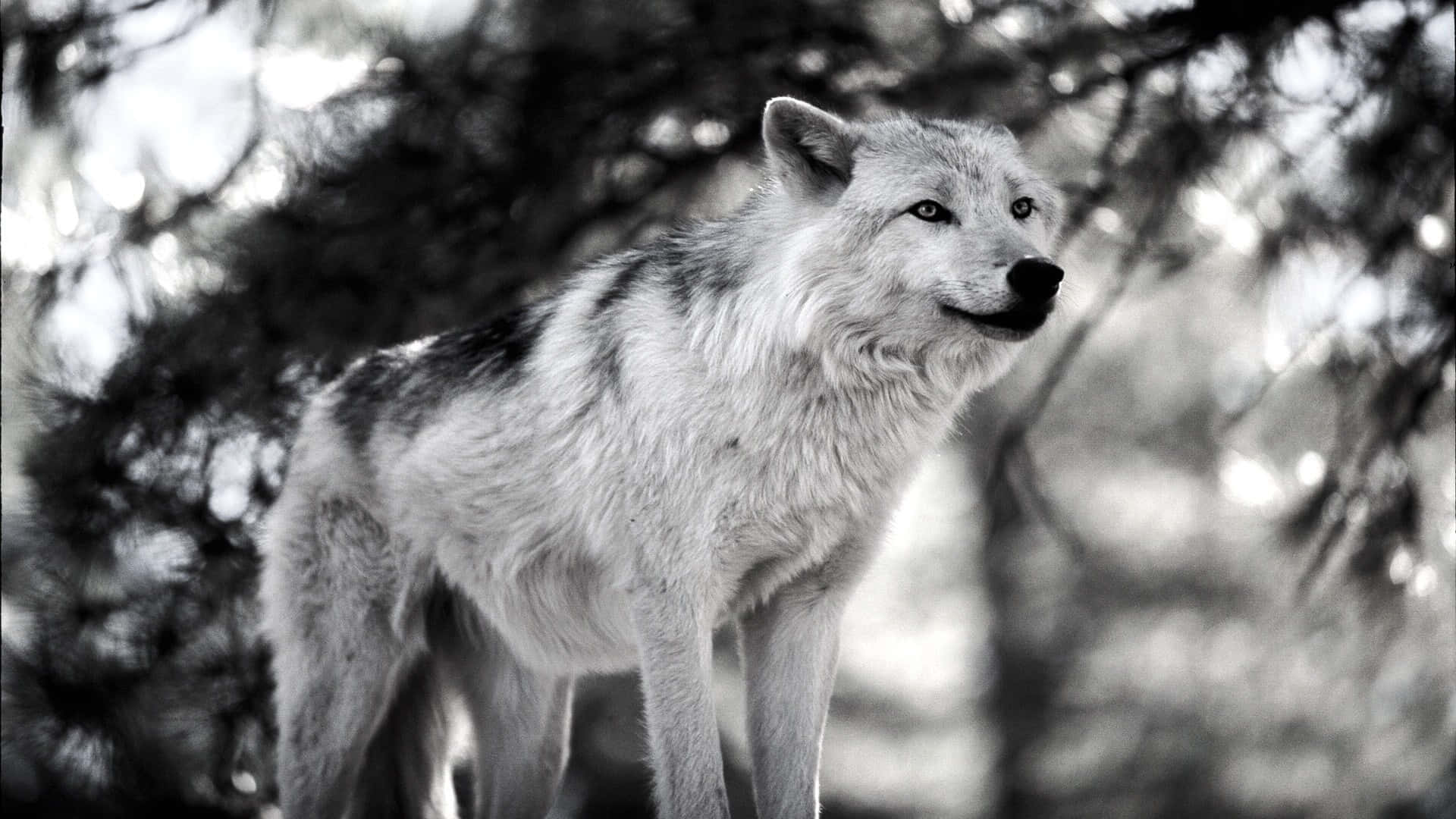 Lone Wolf, monochrome forest, blurred tree branches, Full HD Desktop Wallpaper