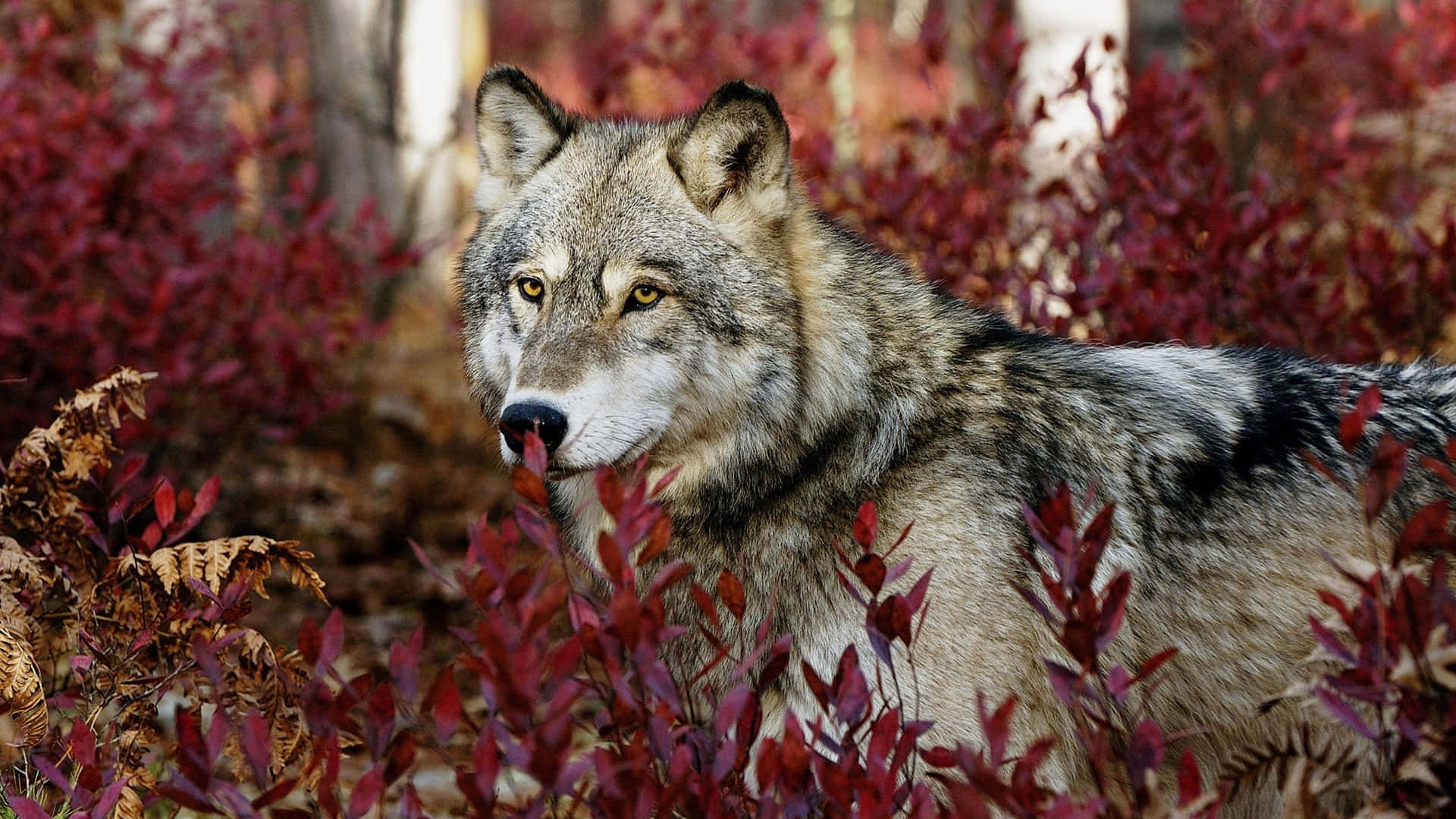 Lone Wolf, gray wolf, piercing yellow eyes, Full HD Desktop Wallpaper