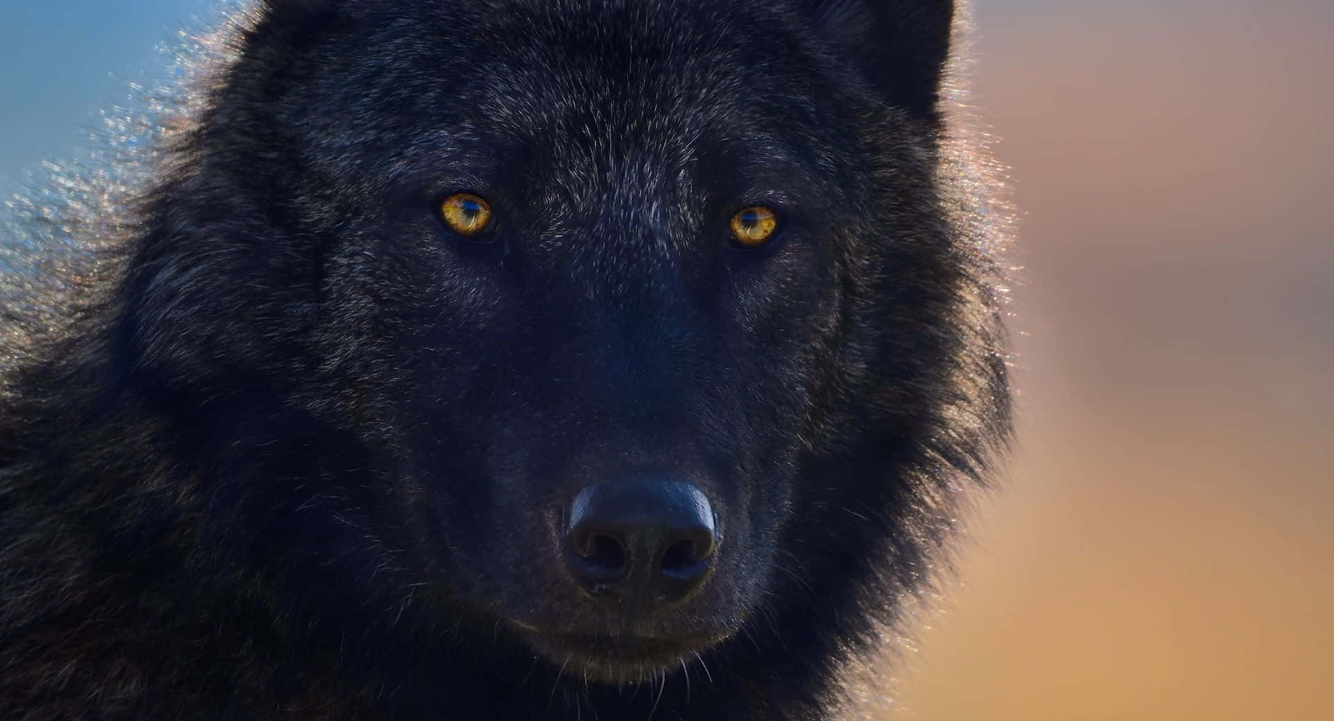 Lone Wolf, black wolf, piercing golden eyes, Full HD Desktop Wallpaper