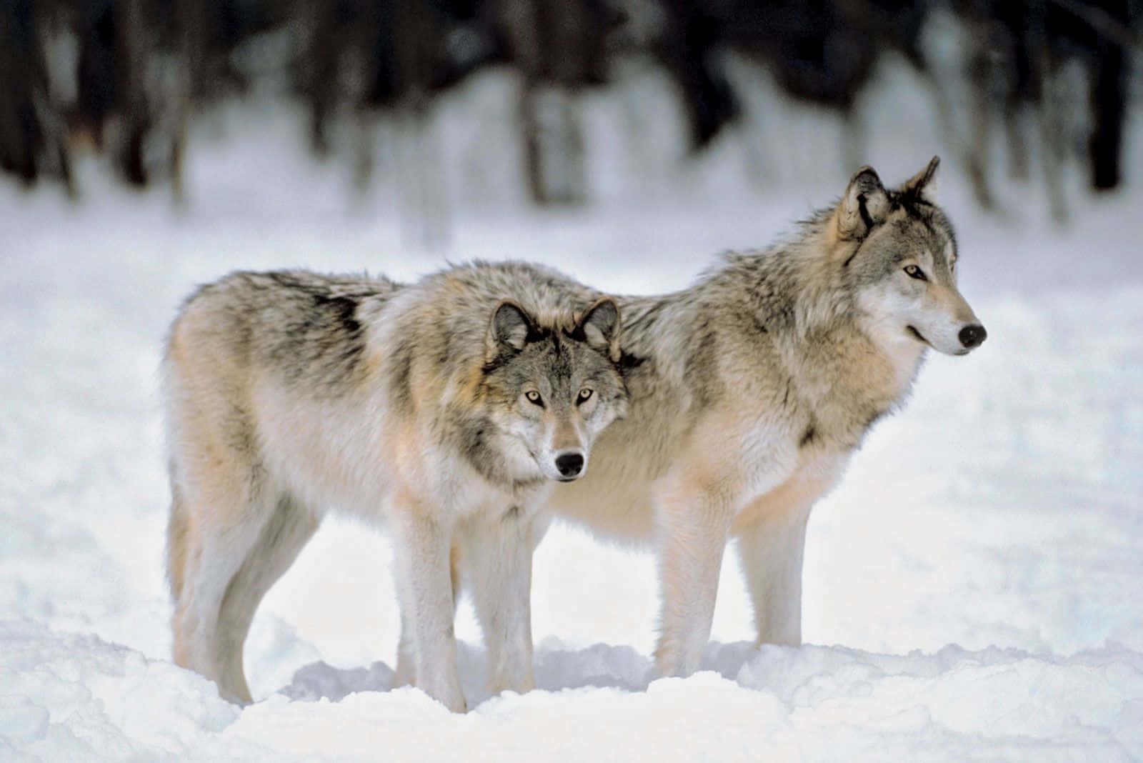 Lone Wolf, forest, snow, HD Desktop Wallpaper