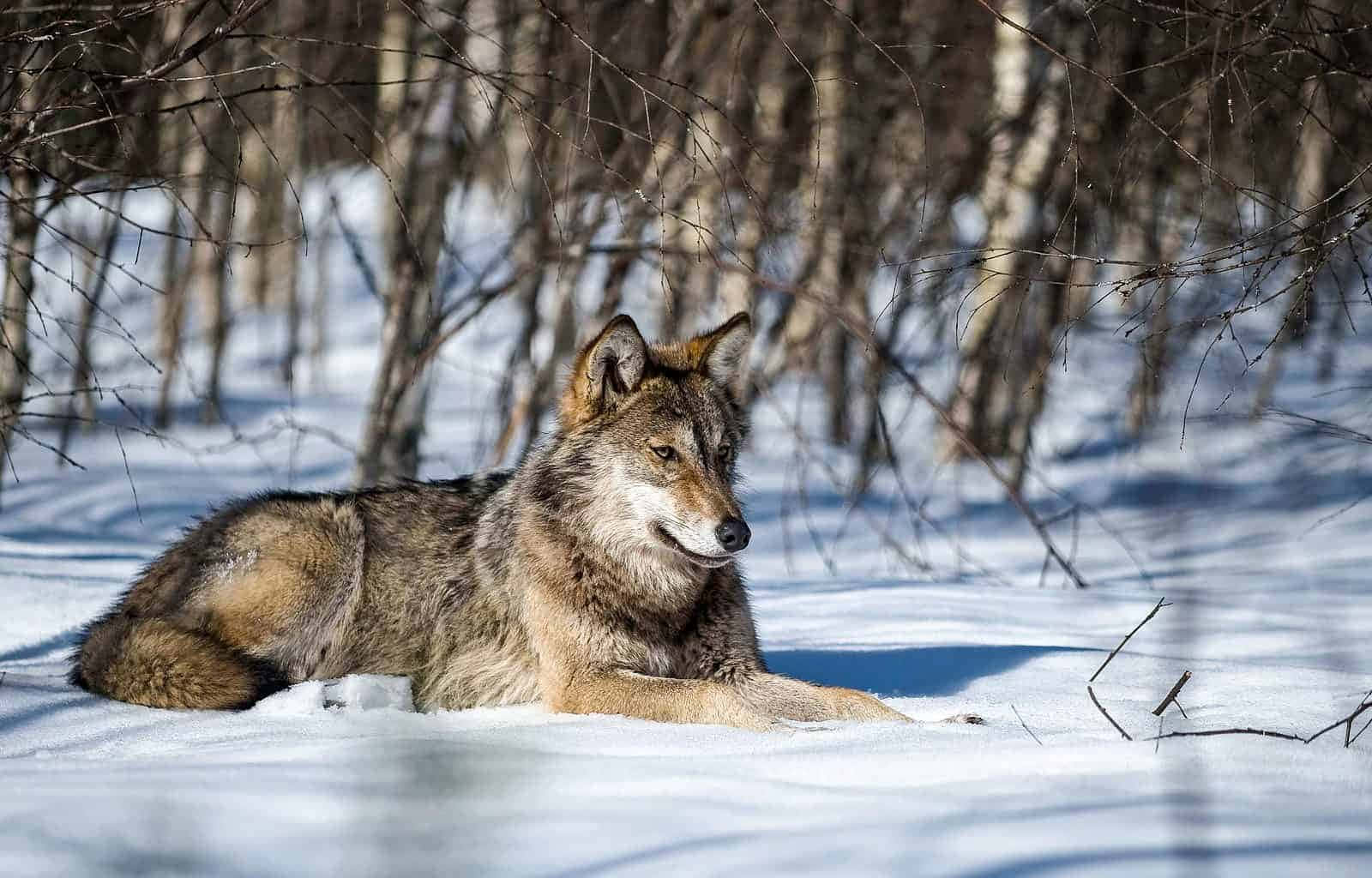 Lone wolf, snowy landscape, deep snow, HD Desktop Wallpaper