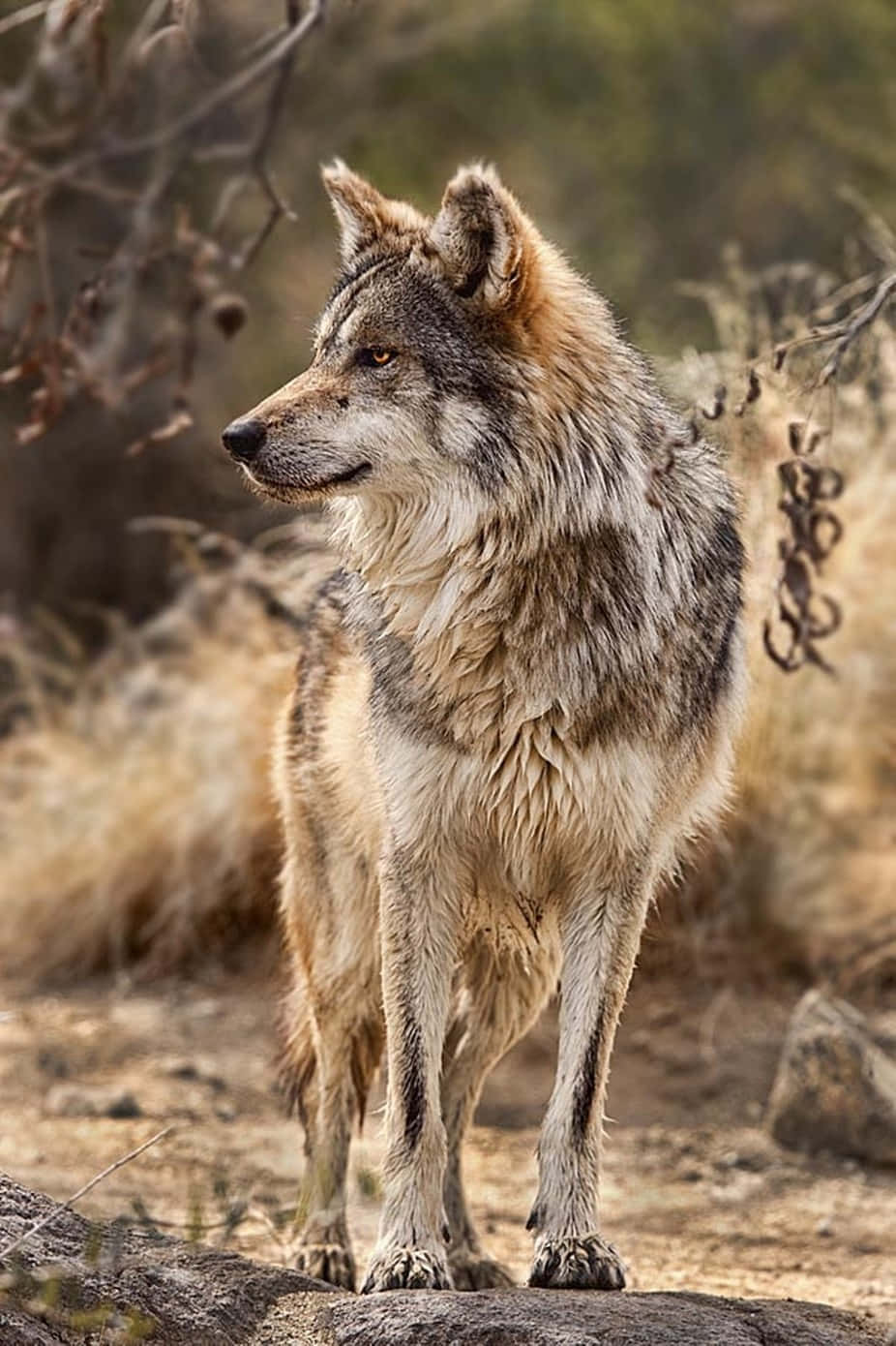 Lone Wolf, snowy forest, rocky outcrop, HD Phone Wallpaper