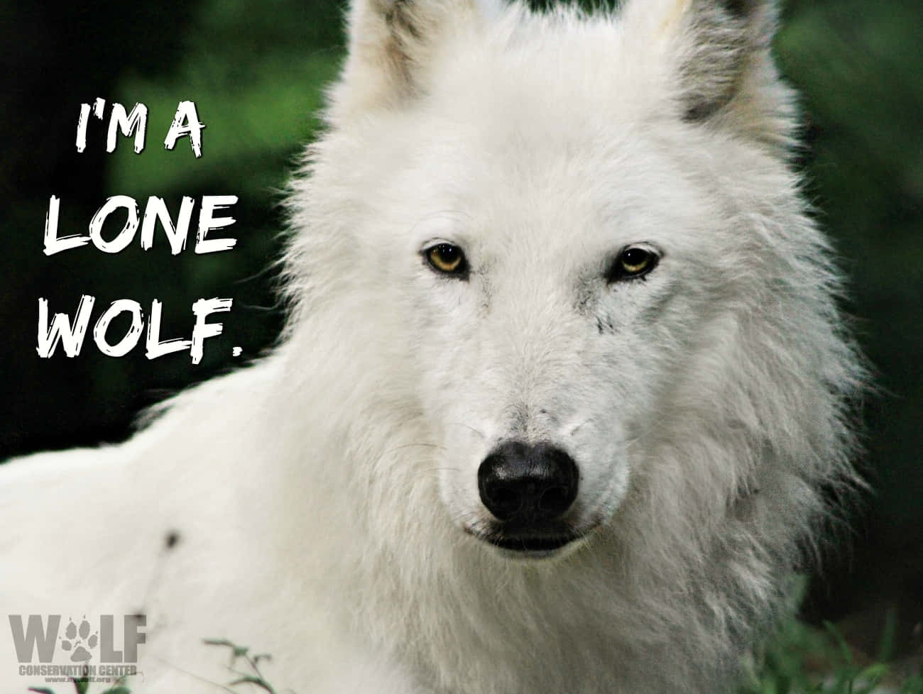 Lone Wolf, white wolf, amber eyes, HD Desktop Wallpaper