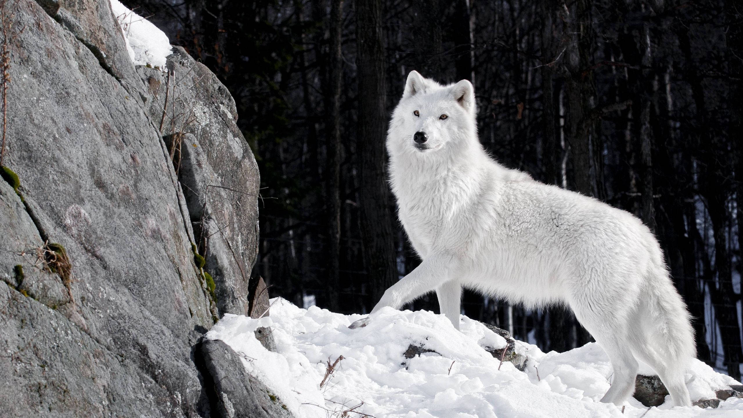 White Wolf, snowy rocks, dark forest, 2K Desktop Wallpaper