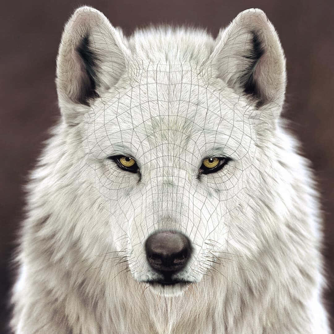 Lone Wolf, white wolf, piercing amber eyes, SD Desktop Wallpaper
