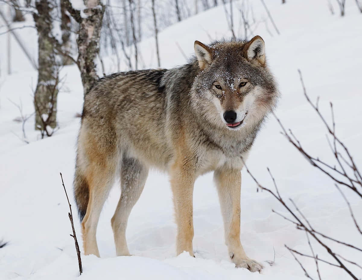 Lone Wolf, moonlight, snowy winter forest, SD Desktop Wallpaper