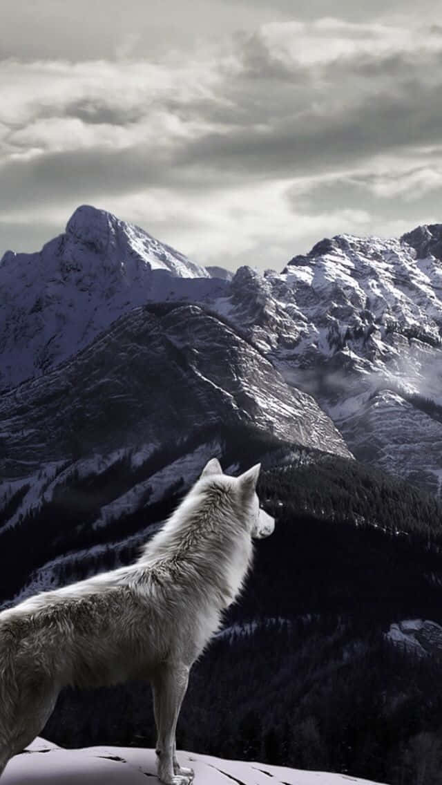 Lone Wolf, snowy mountain ridge, winter landscape, SD Phone Wallpaper