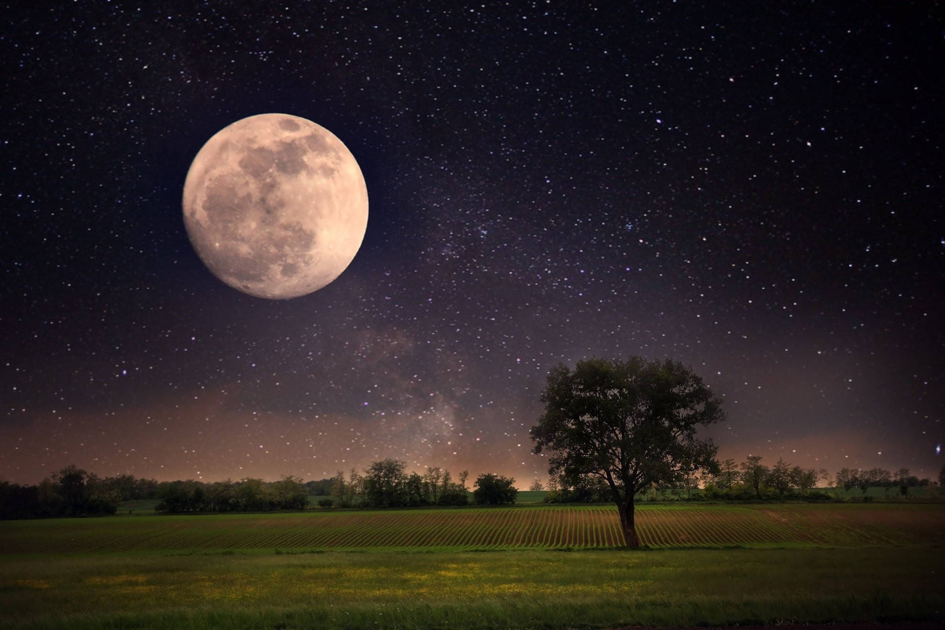 lonely tree, starry field, glowing full moon, Full HD Desktop Wallpaper