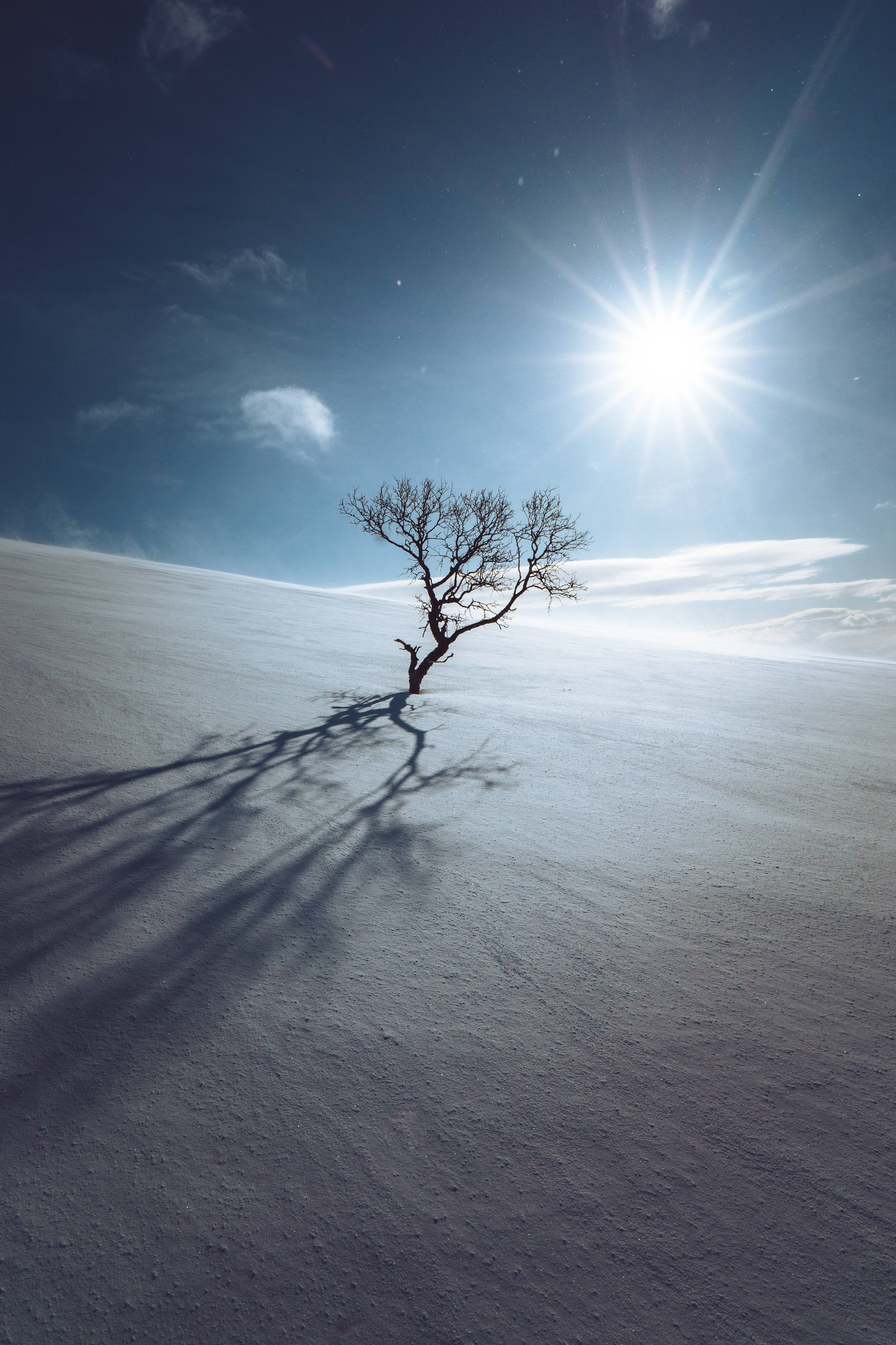 lonely tree, snowy field, bright sun, 5K Phone Wallpaper