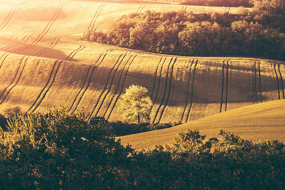 lonely tree, hills, golden light, SD Desktop Wallpaper