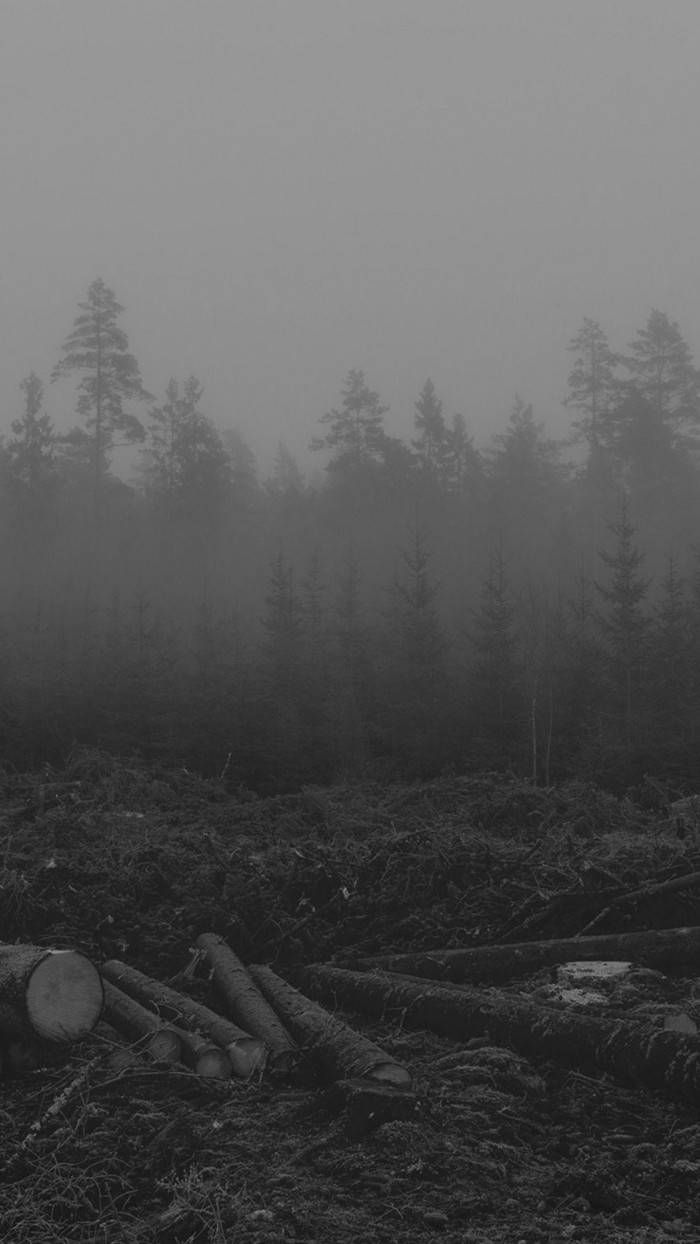 sad lonely forest, iPhone, misty monochrome forest, SD Phone Wallpaper