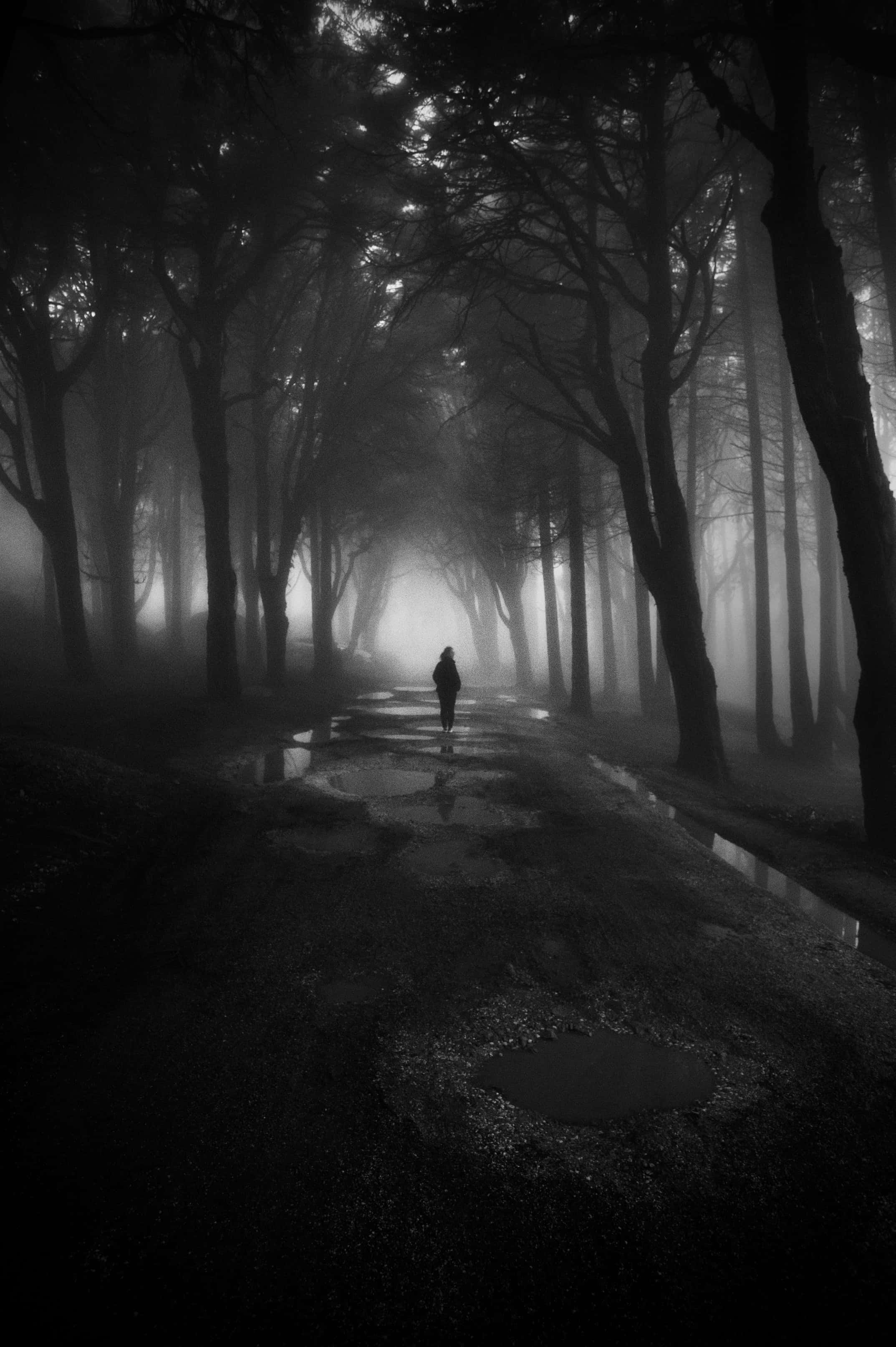 Forest, lone figure, misty forest path, 2K Phone Wallpaper