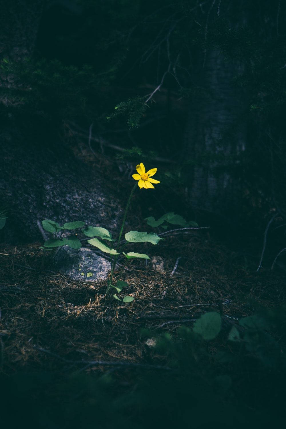 bright yellow flower, dark forest floor, shadowy trees, HD Phone Wallpaper
