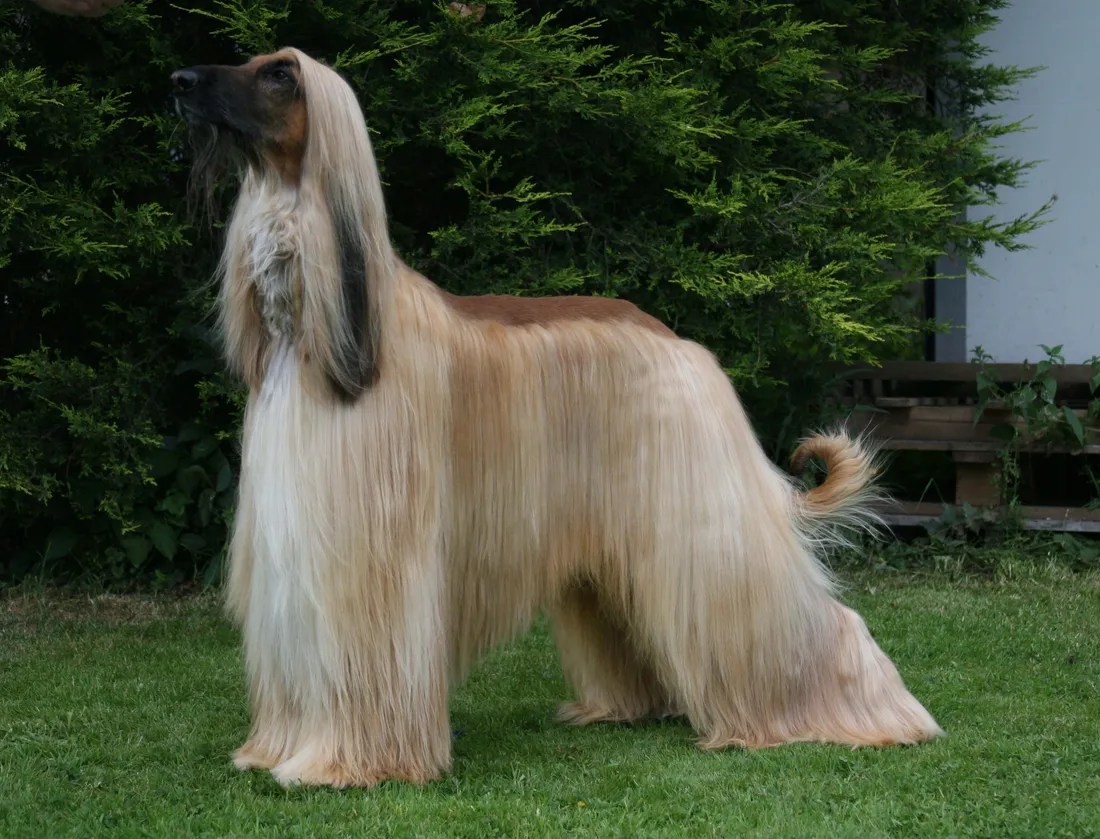 Long-haired Dog