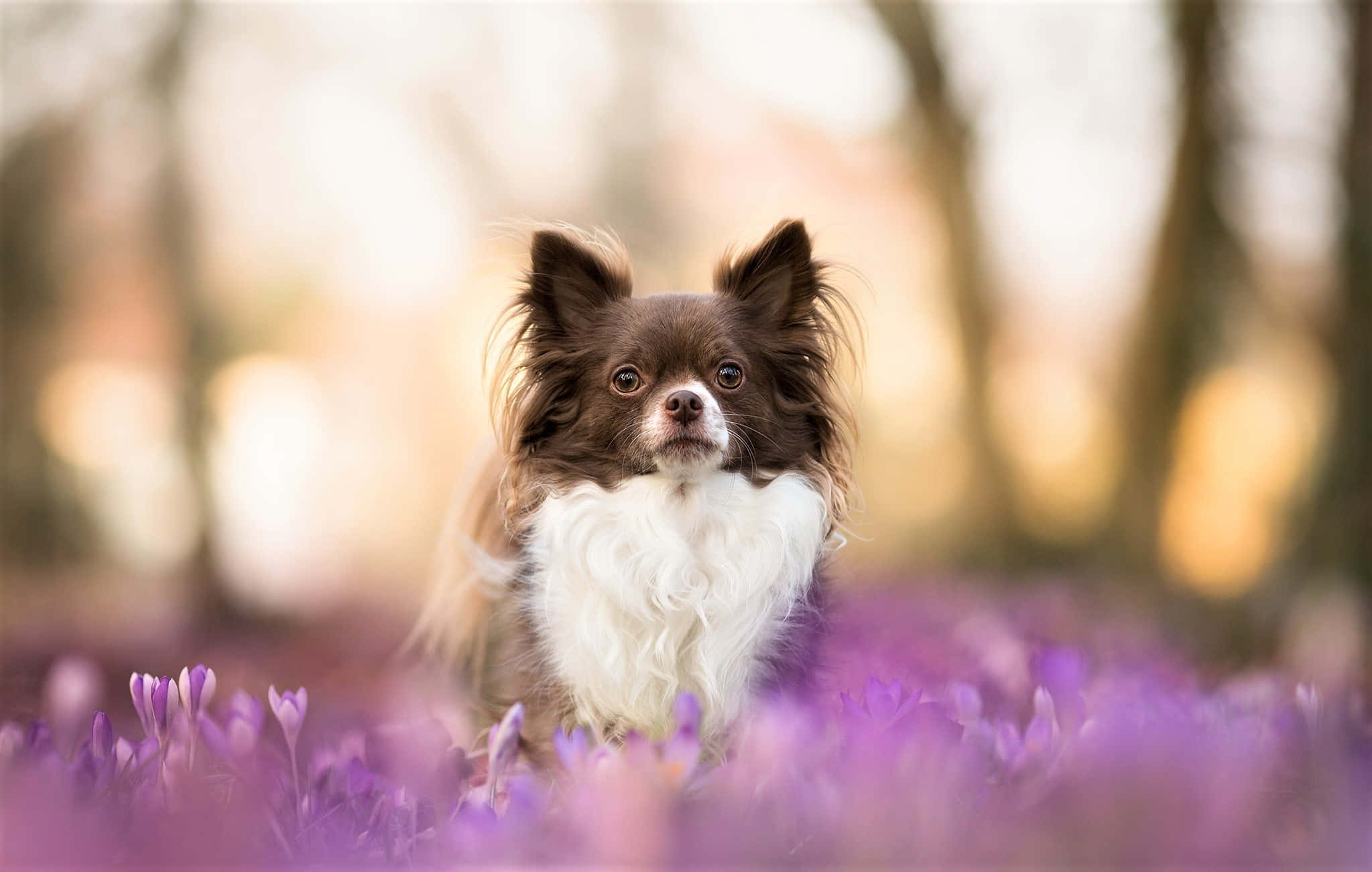 brown long haired chihuahua, lavender garden, vibrant purple crocus flowers, Full HD Desktop Wallpaper