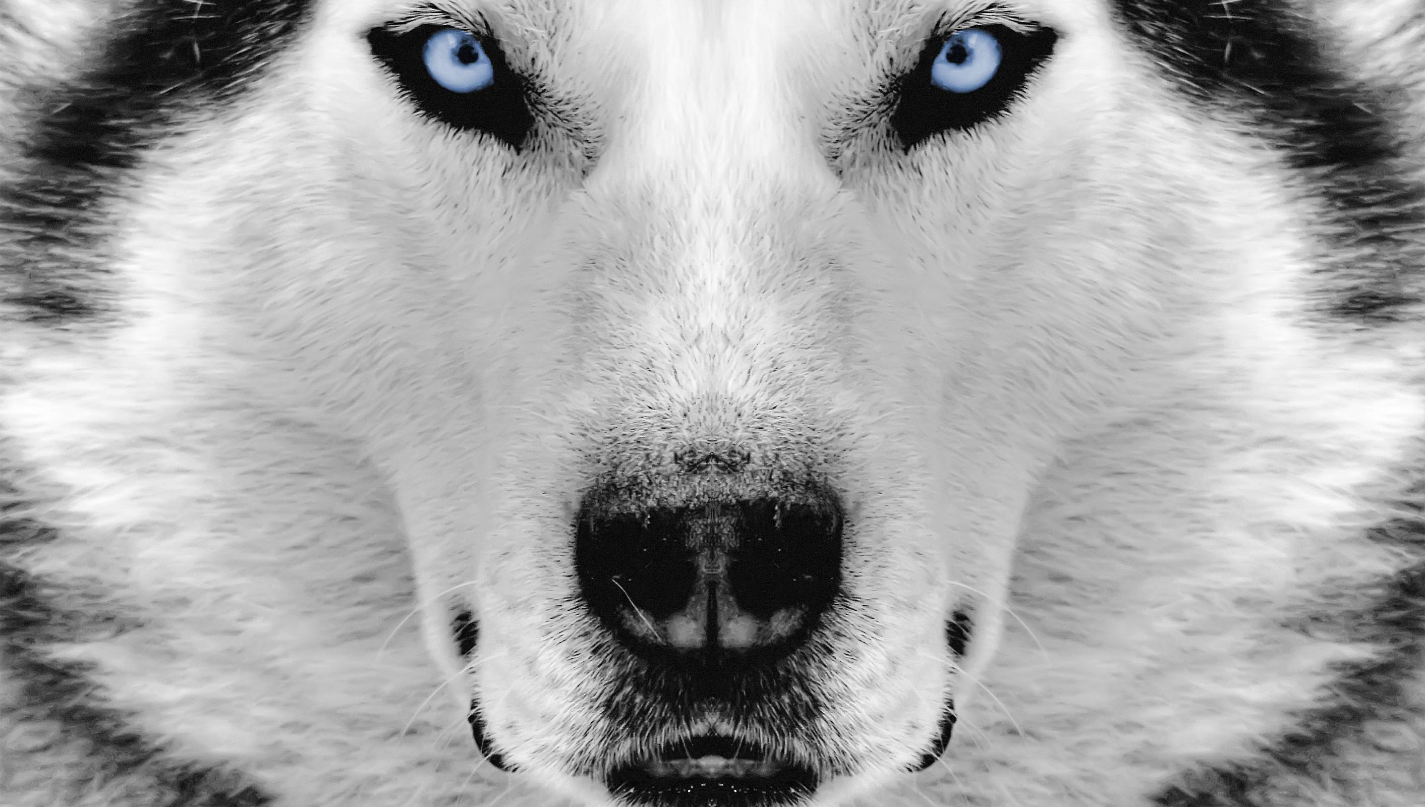 husky, blue eyes, monochrome fur, 2K Desktop Wallpaper