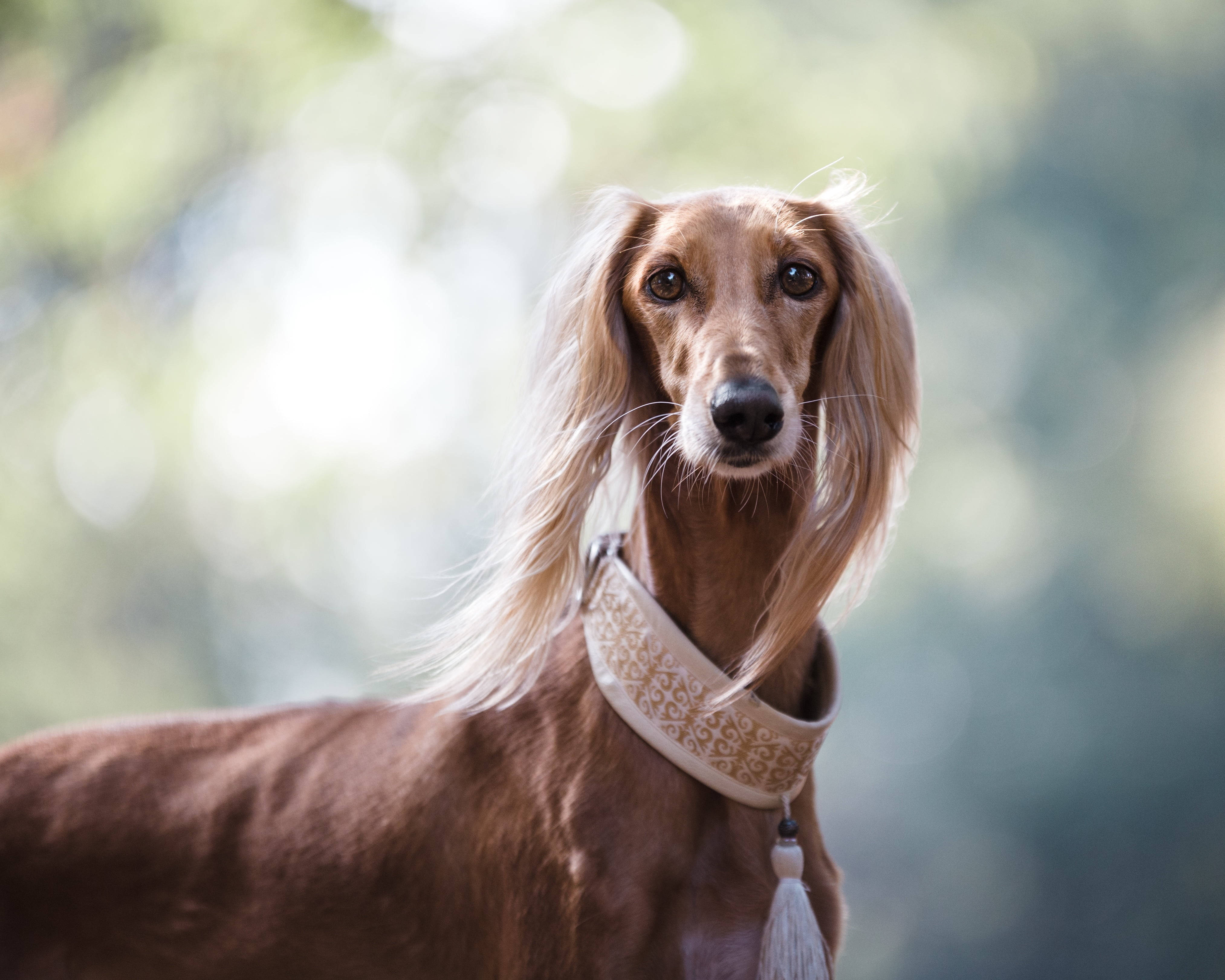 brown long haired greyhound, amber eyes, patterned collar, 4K Desktop Wallpaper