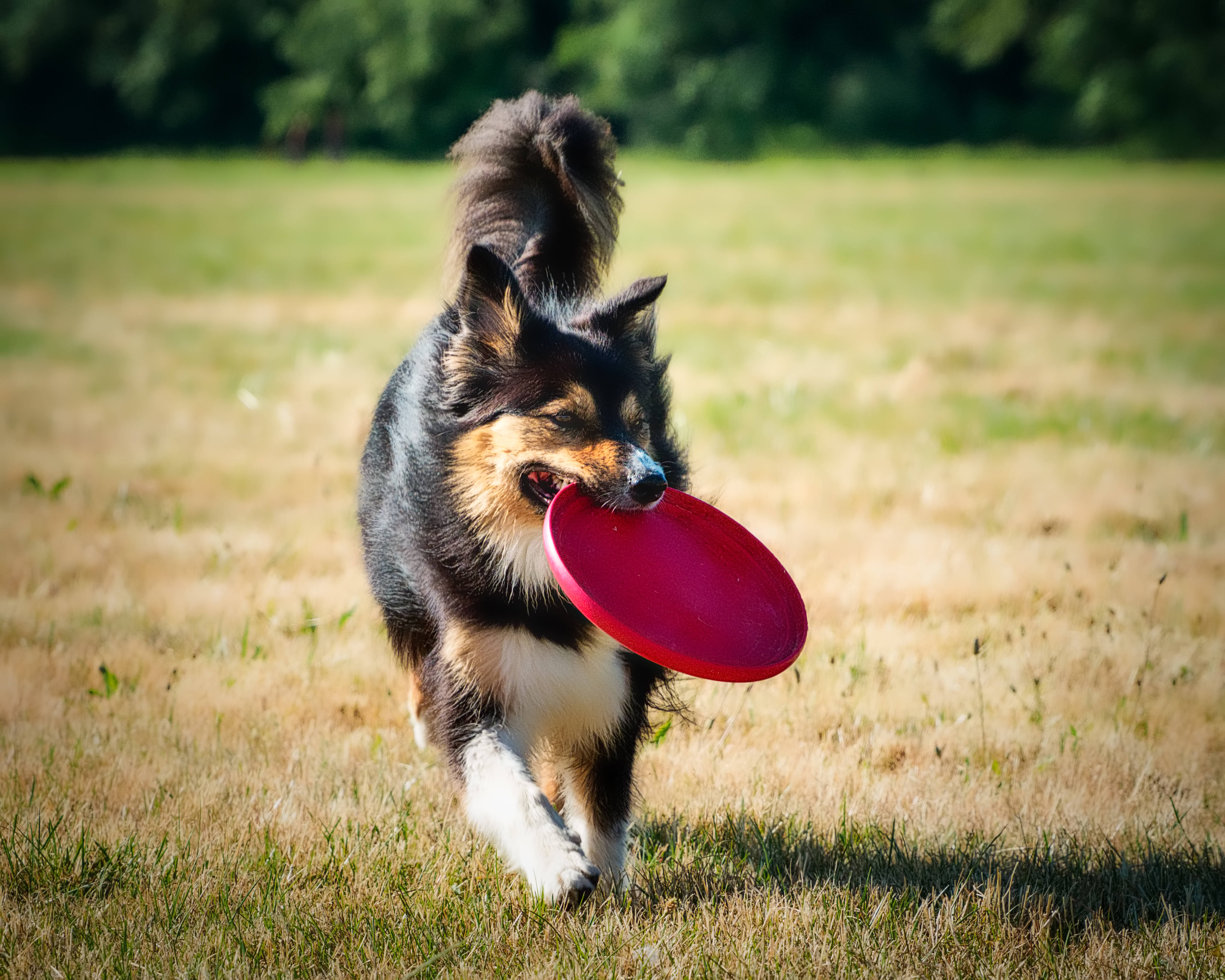 sheltie, sunlit field, bright red frisbee, 4K Desktop Wallpaper