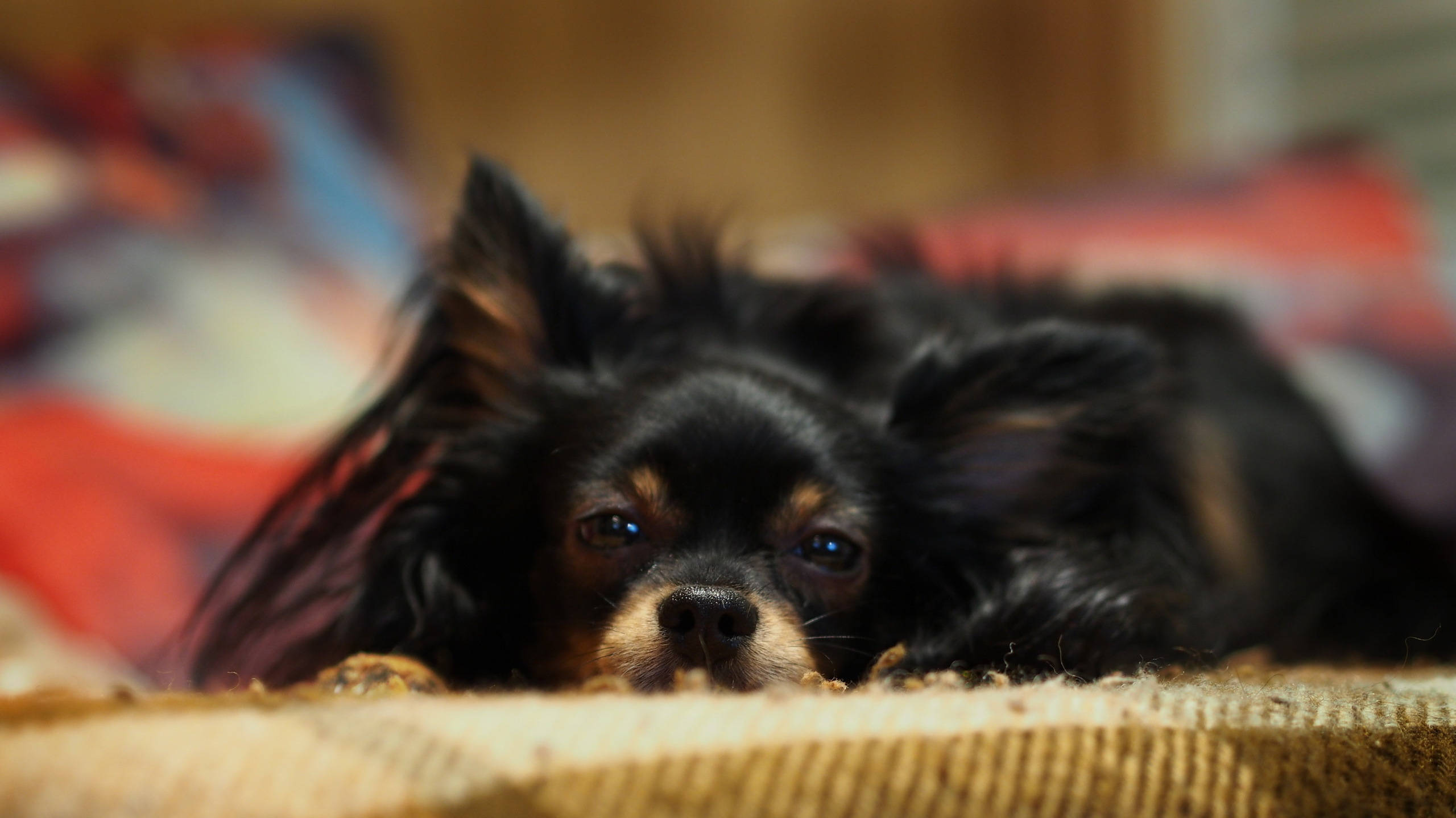 long-haired chihuahua, black, fluffy ears, 2K Desktop Wallpaper